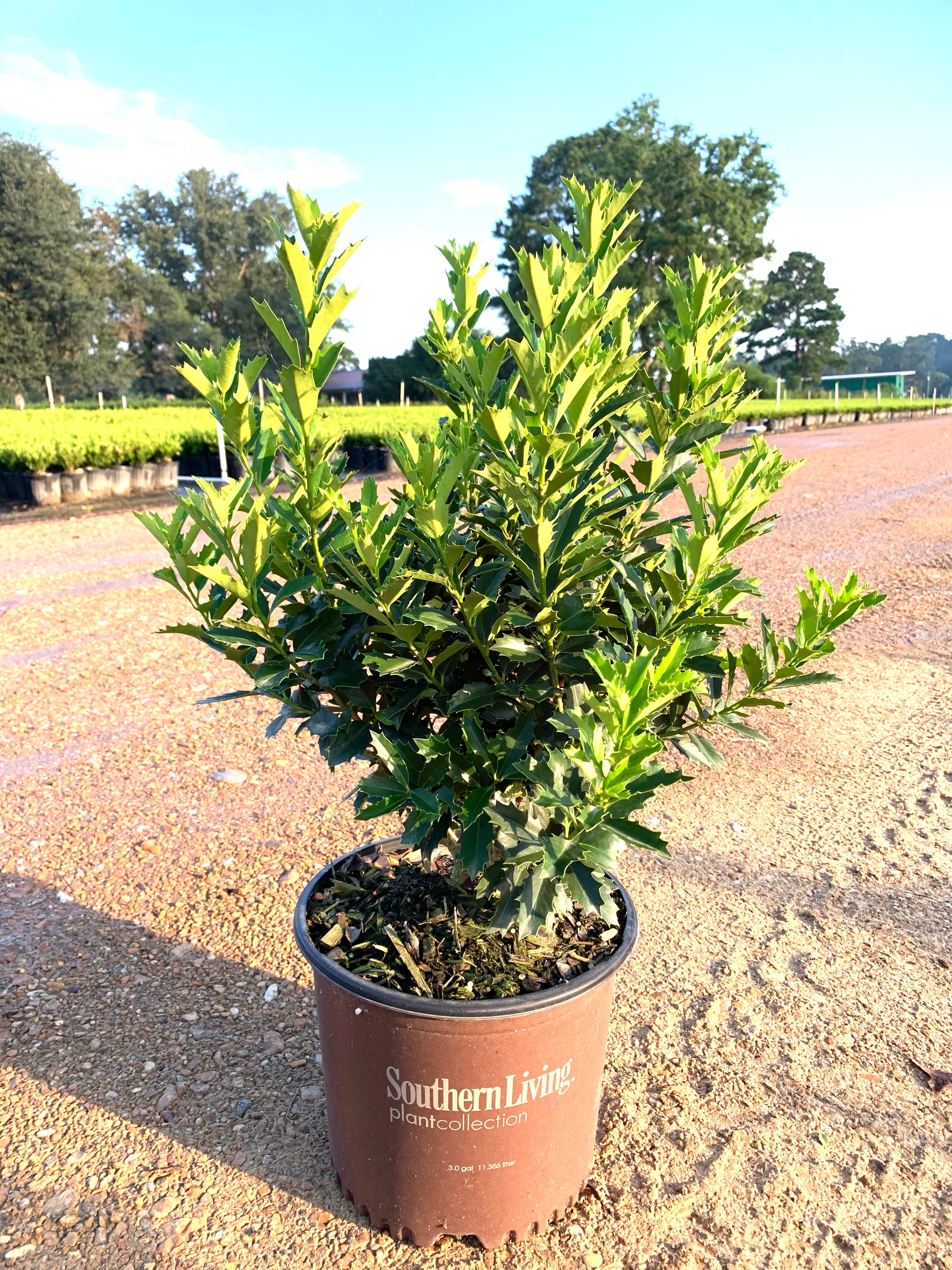 Oakland Holly - Image 3