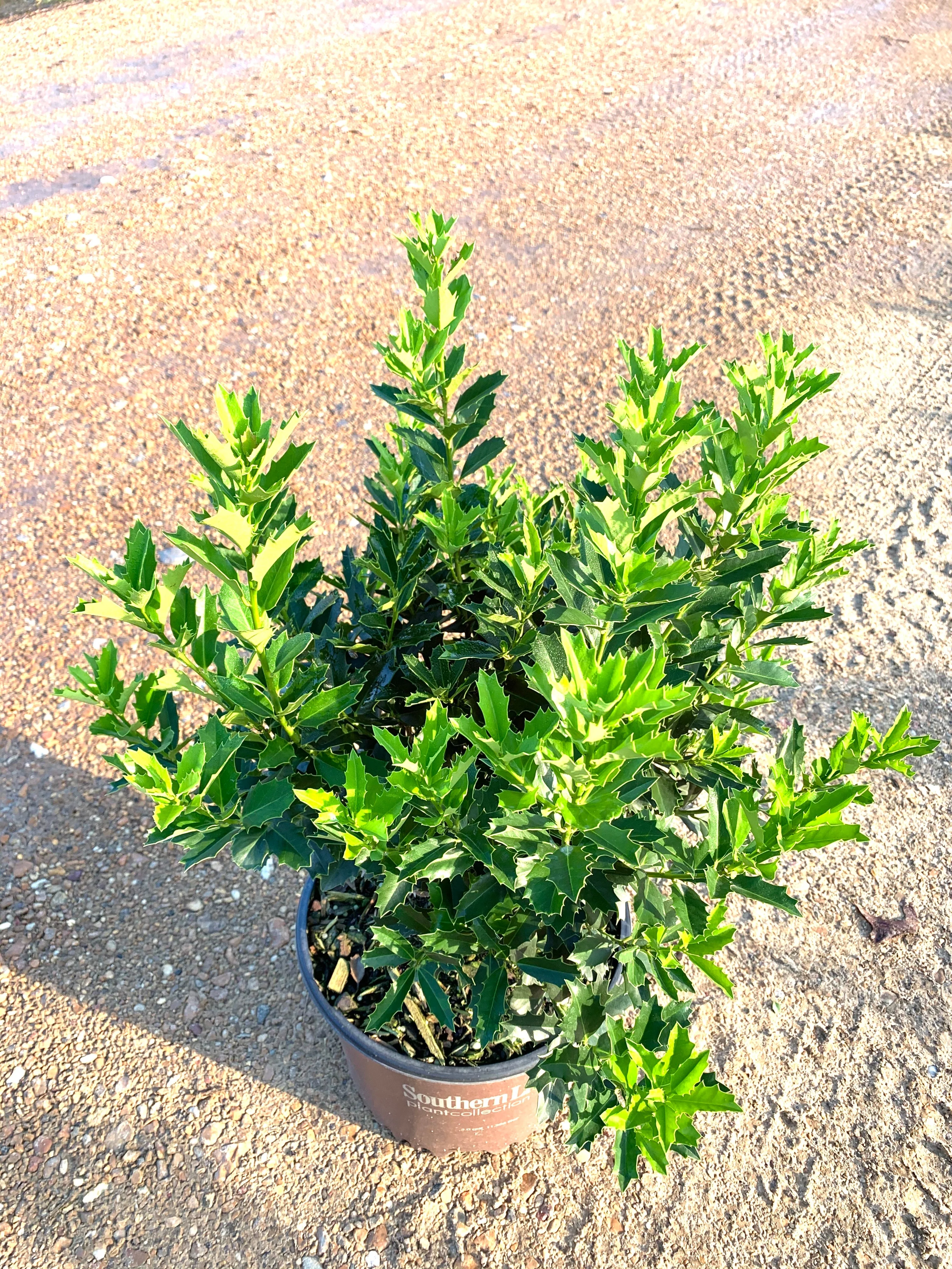 Oakland Holly - Image 5
