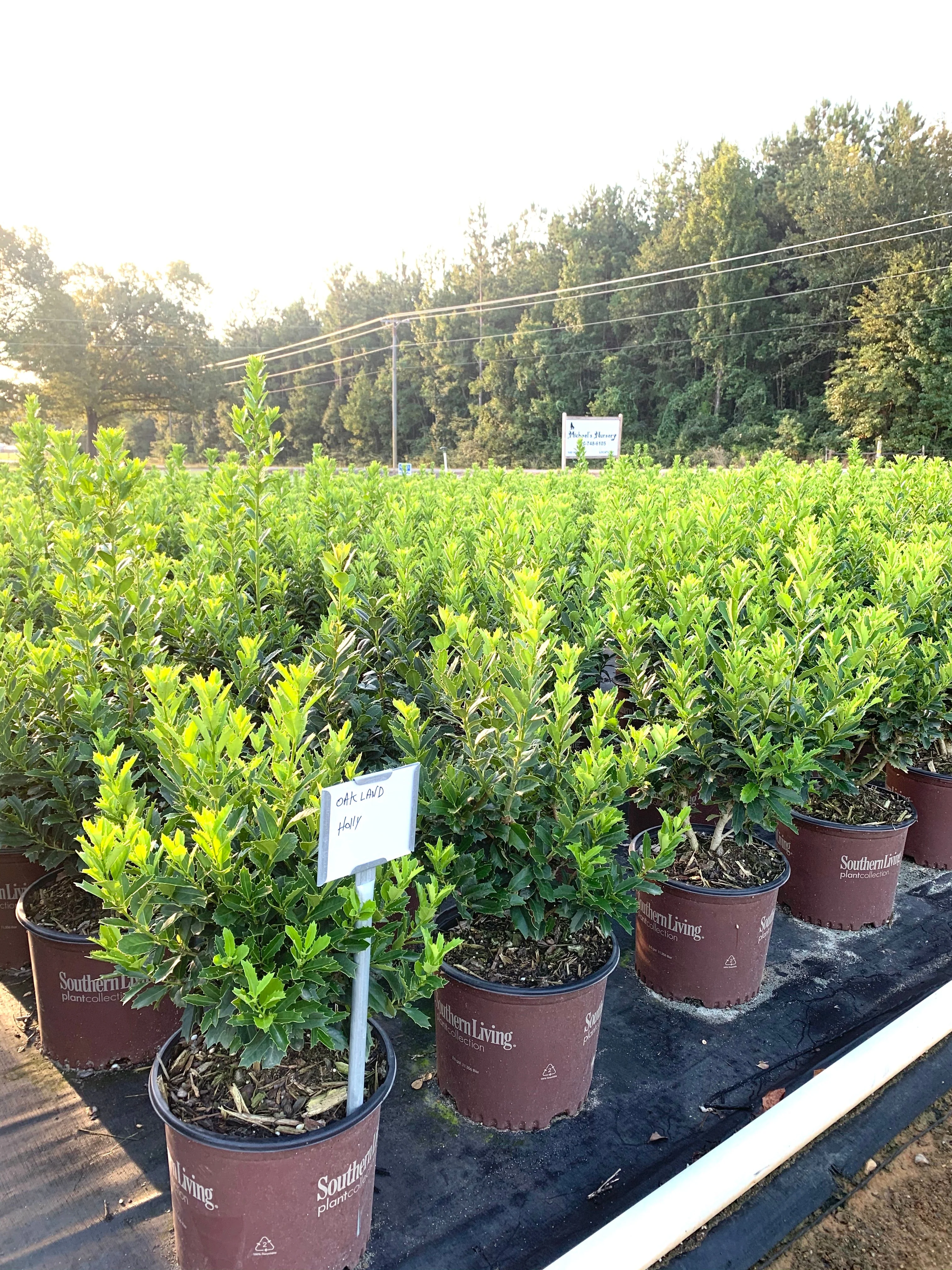 Oakland Holly - Image 6