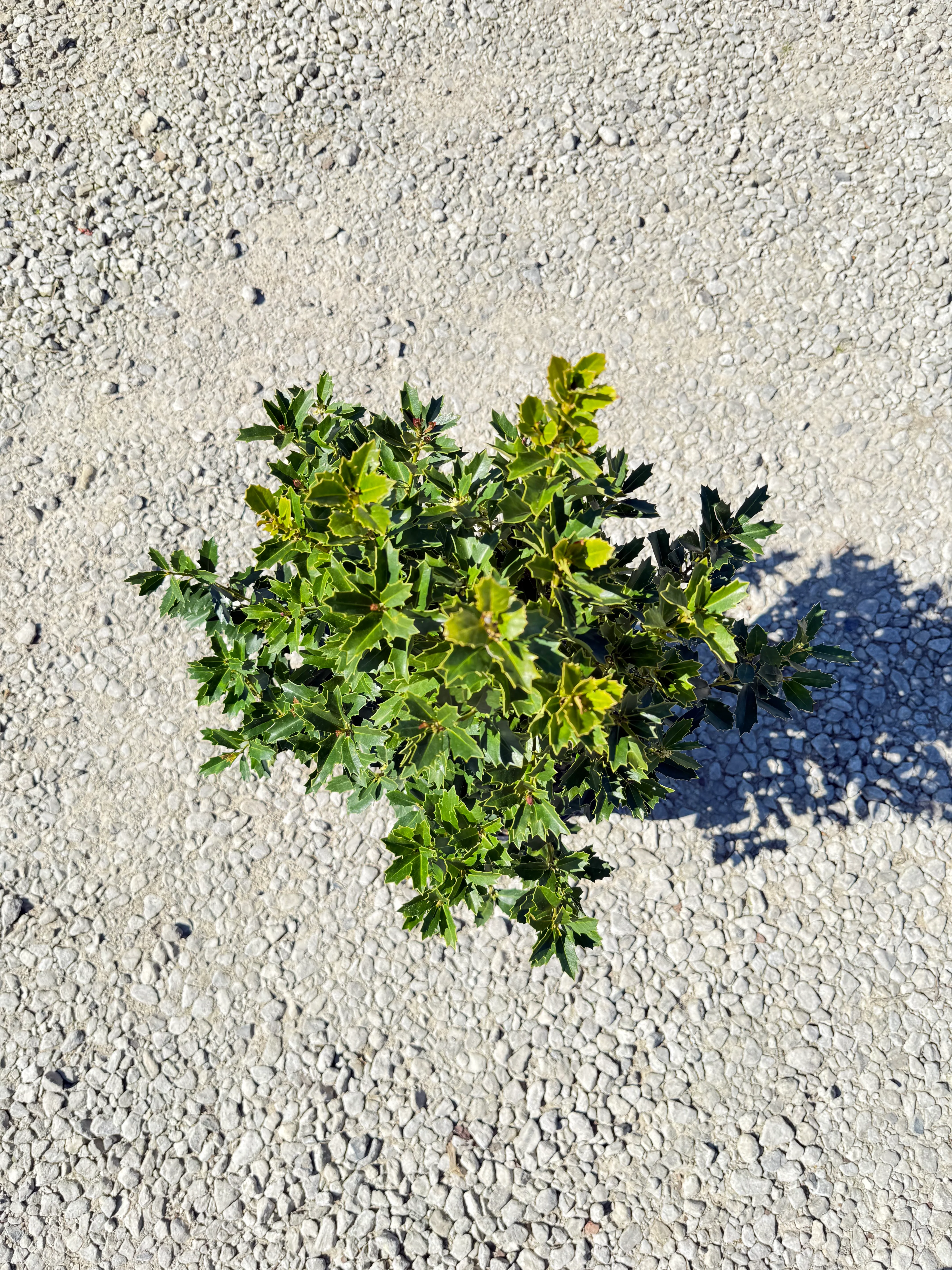 Oakland Holly - Image 7
