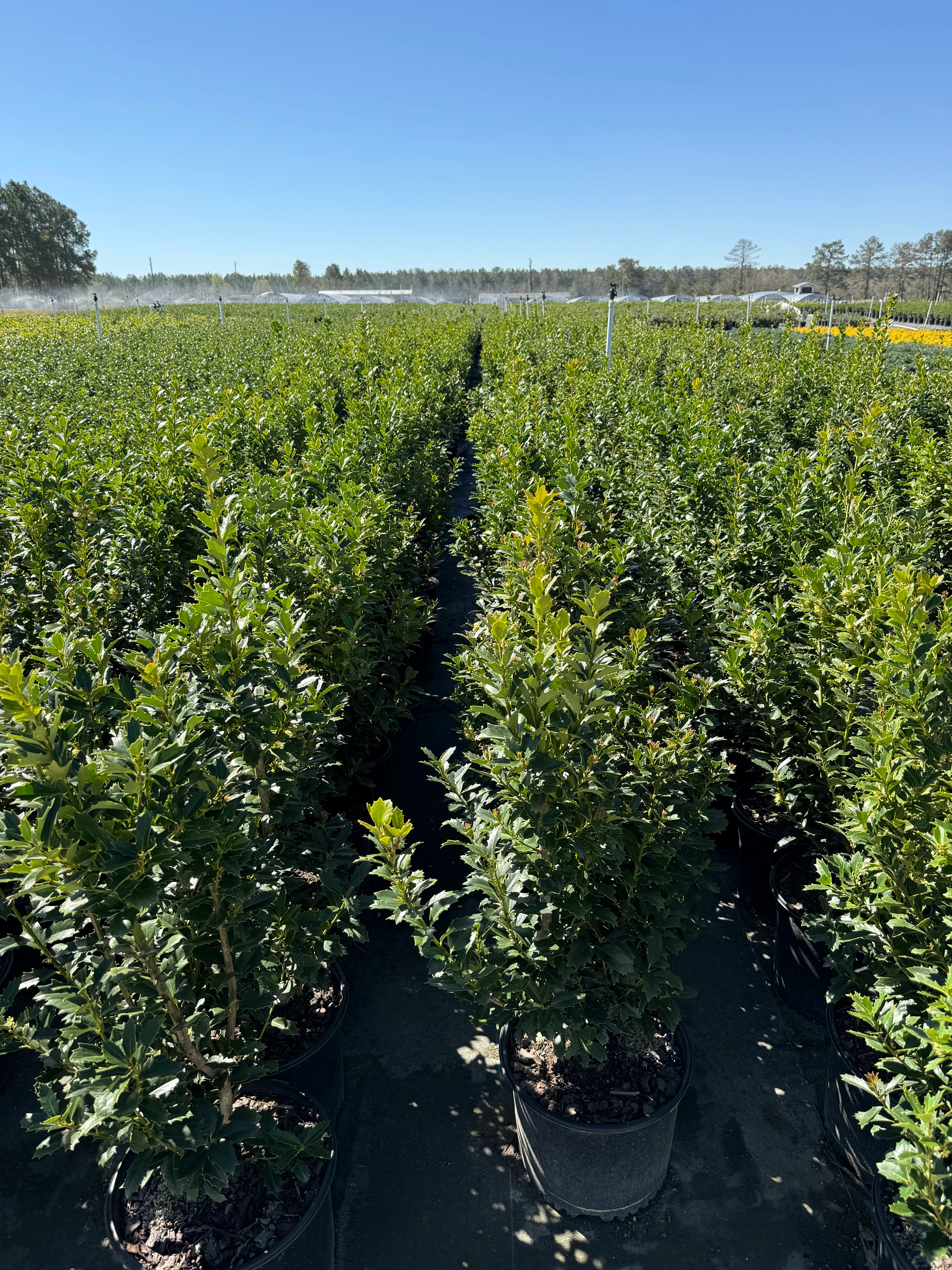 Oakland Holly - Image 8