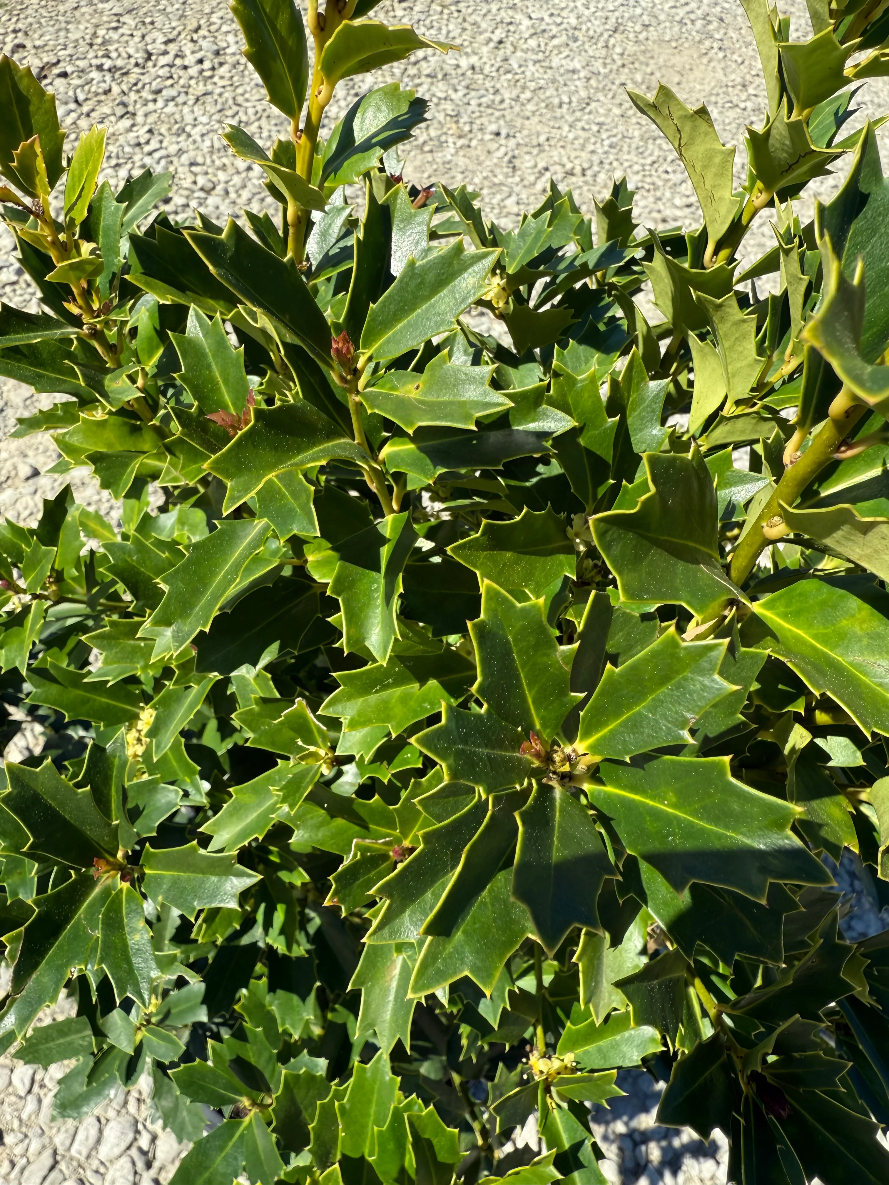 Oakland Holly - Image 9
