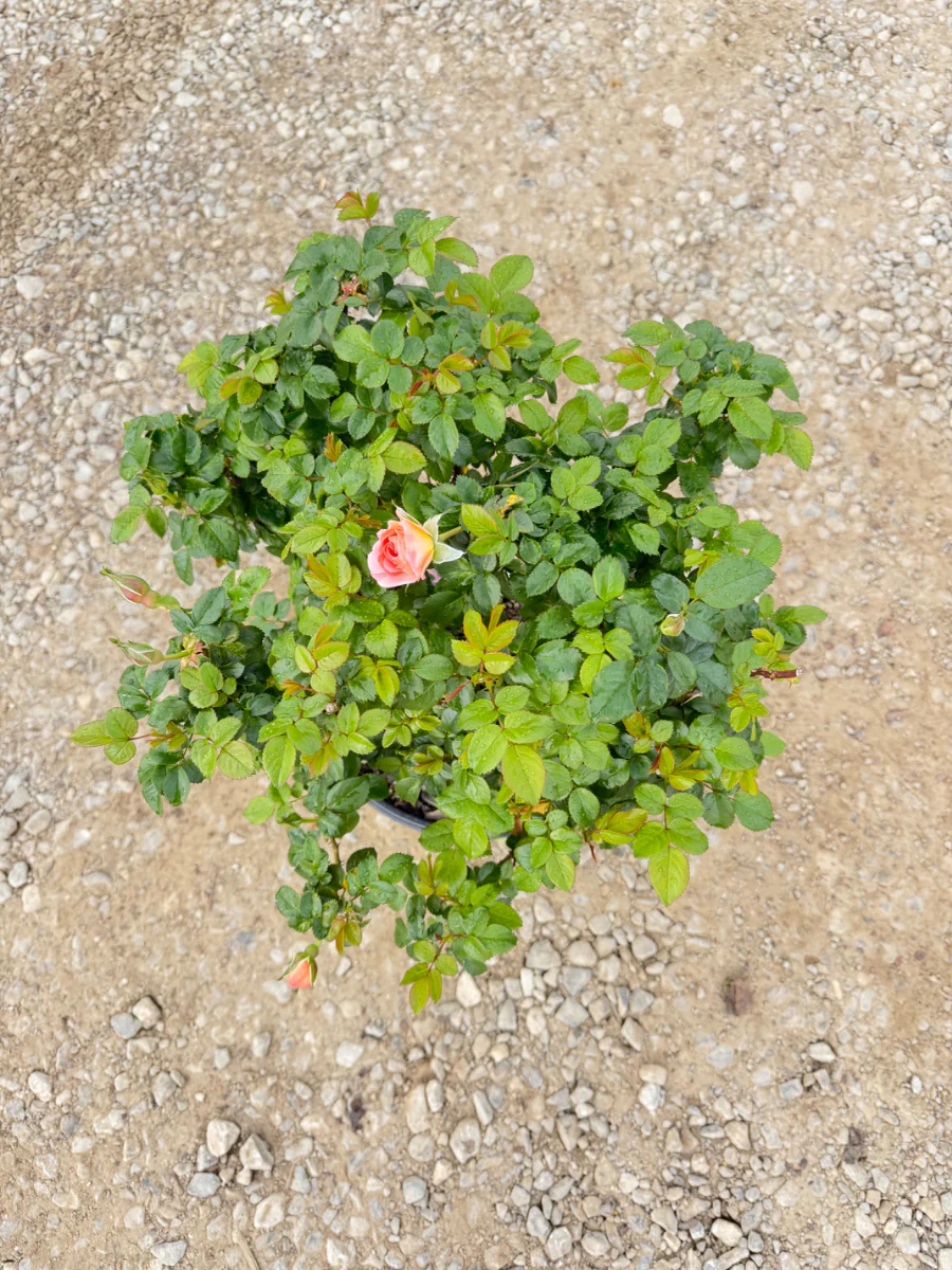 Orange Glow Knock Out Rose - Image 2