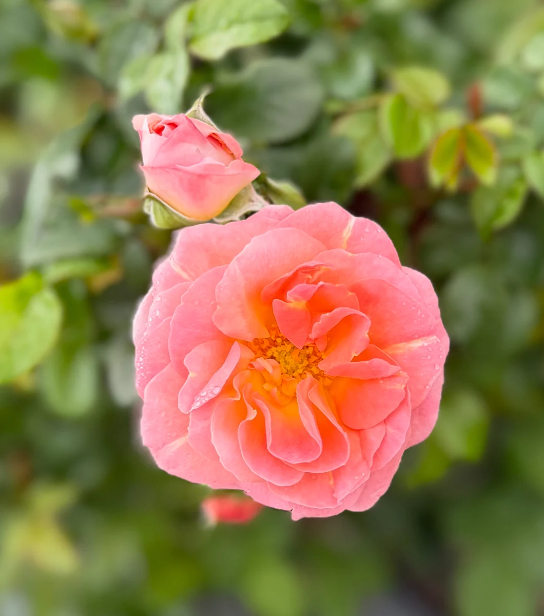 Orange Glow Knock Out Rose - Image 3