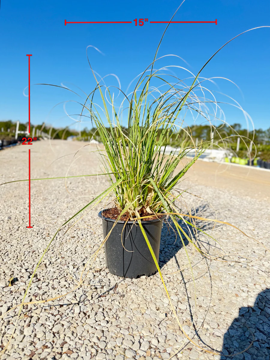Pampas Grass