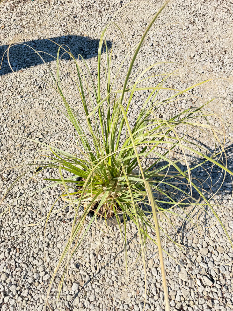 Pampas Grass - Image 2