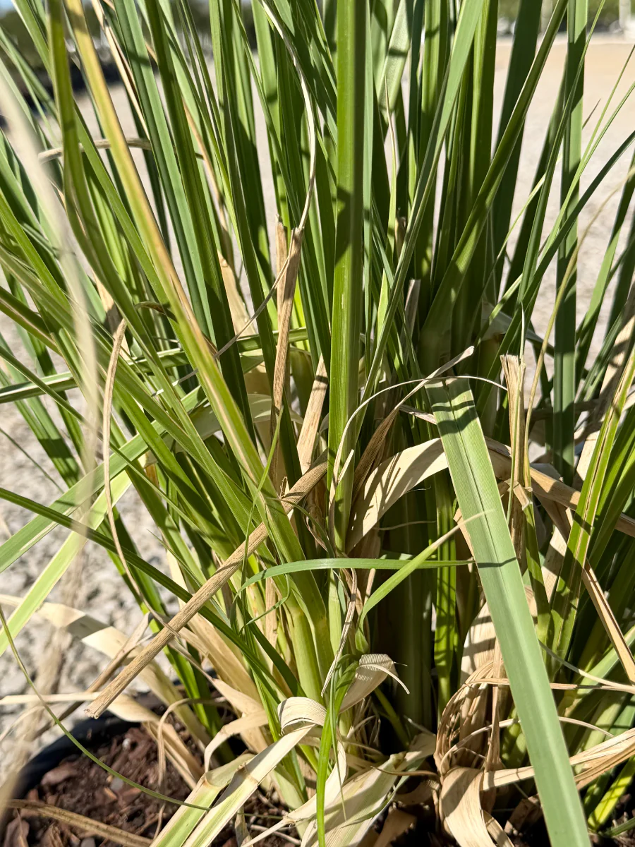 Pampas Grass - Image 3