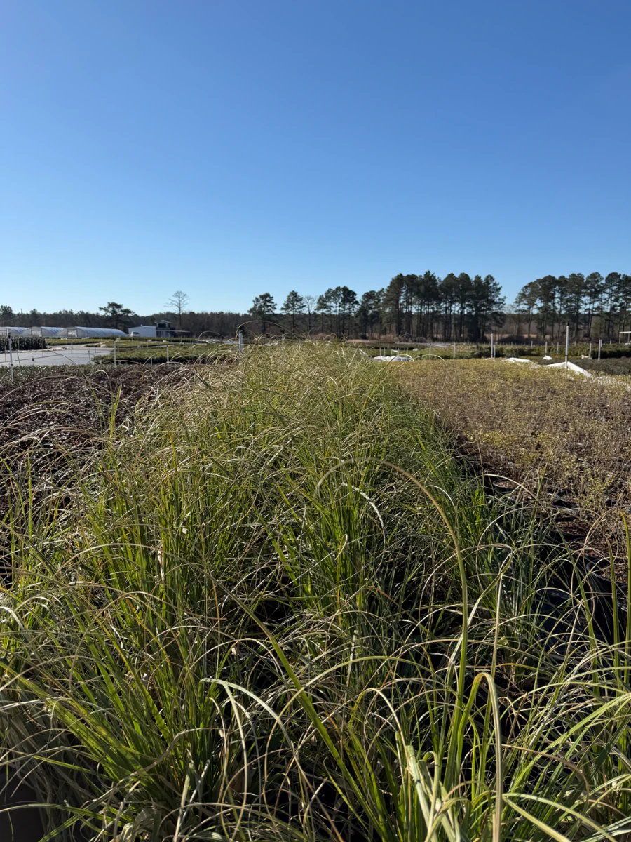 Pampas Grass - Image 4