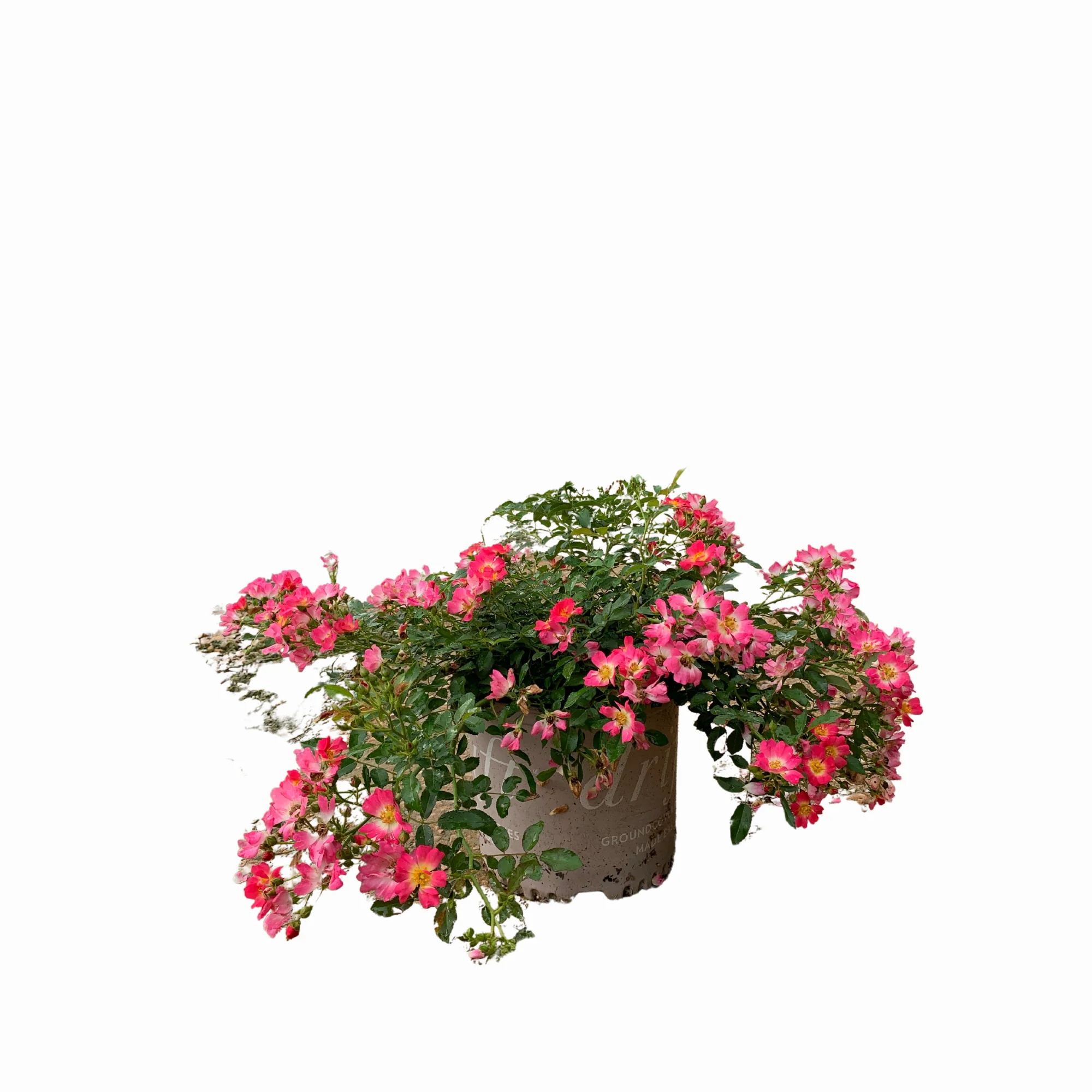 Peach Drift Rose - Image 3