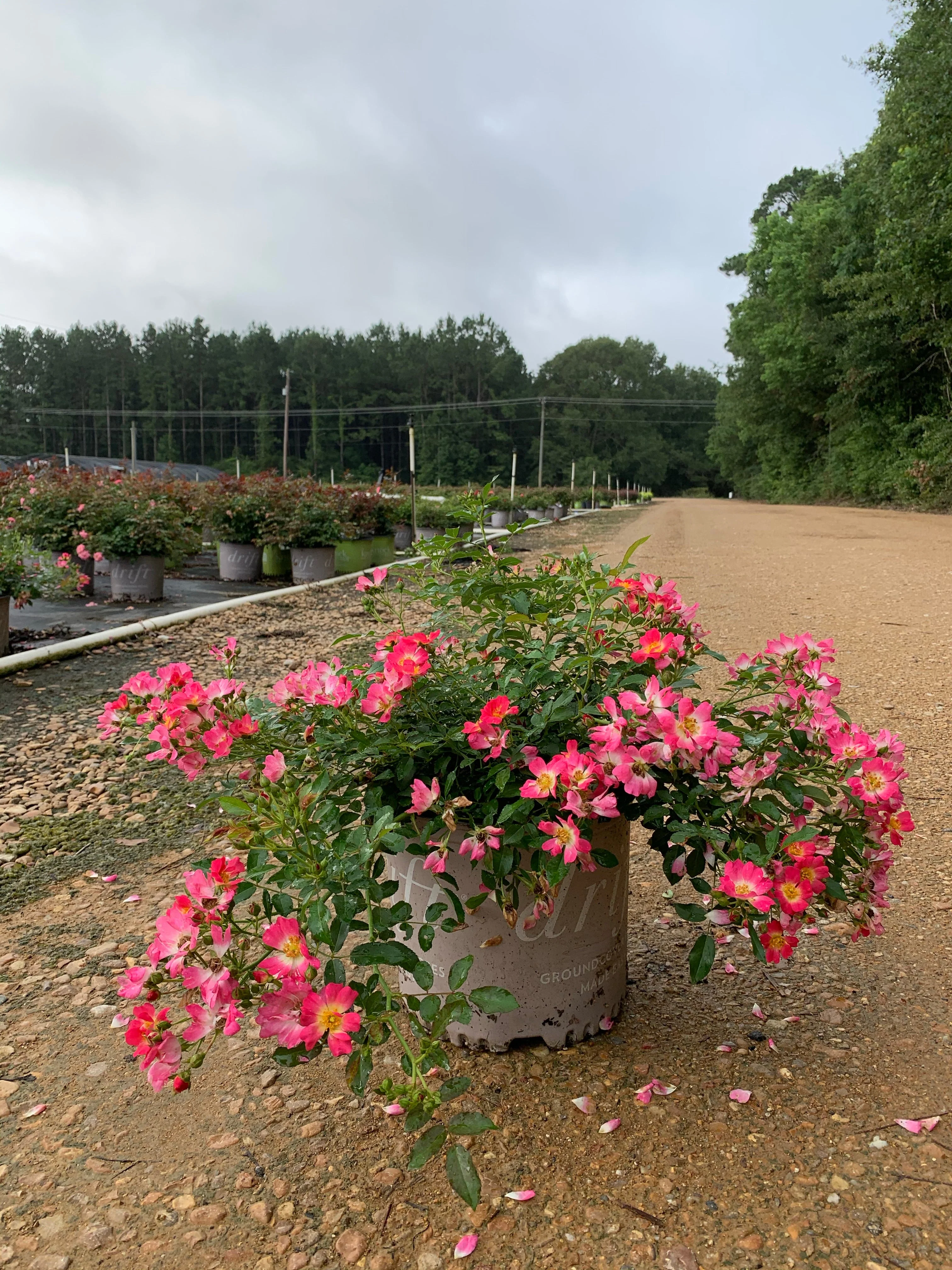 Peach Drift Rose - Image 4