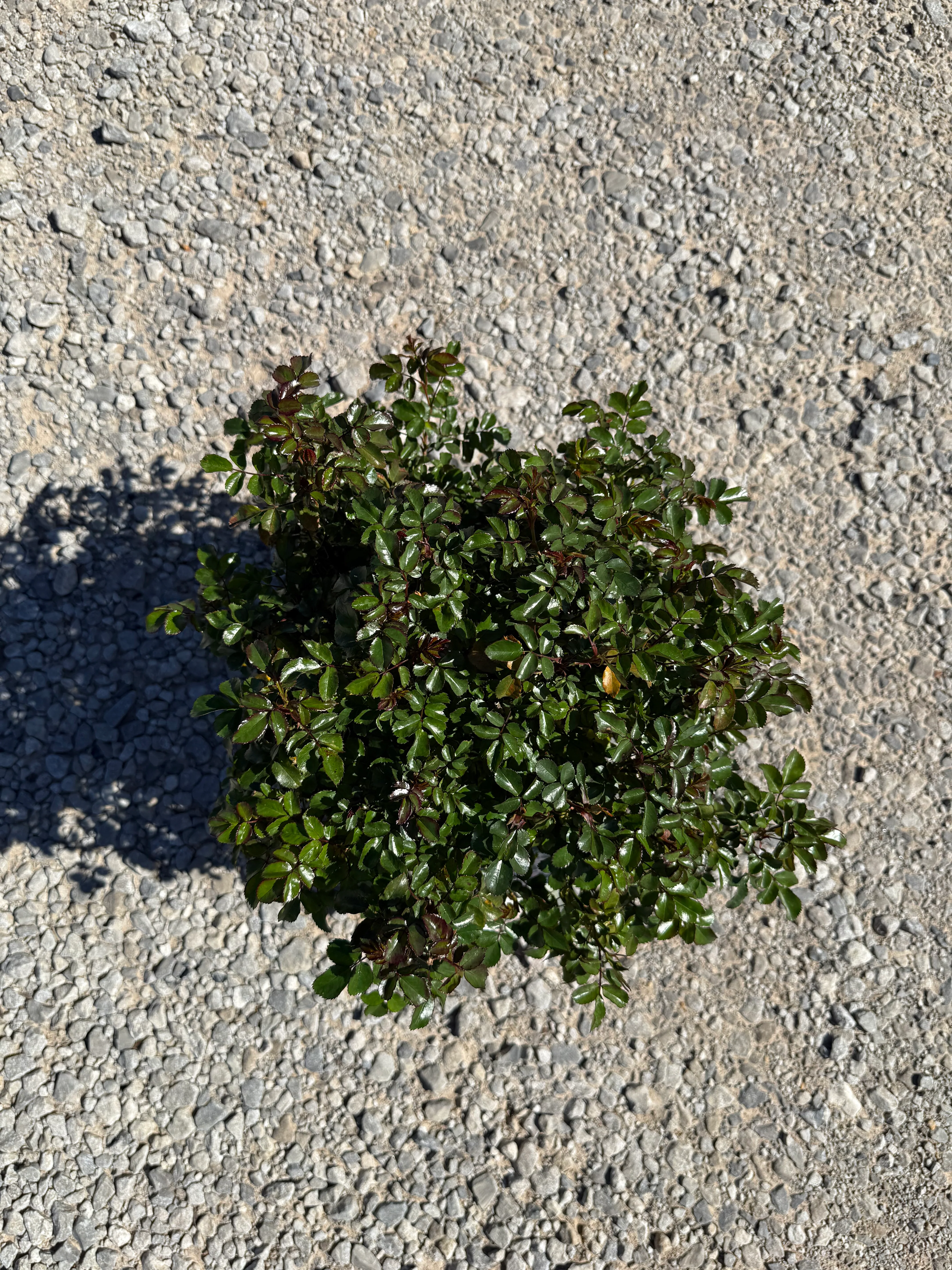 Peach Drift Rose - Image 5