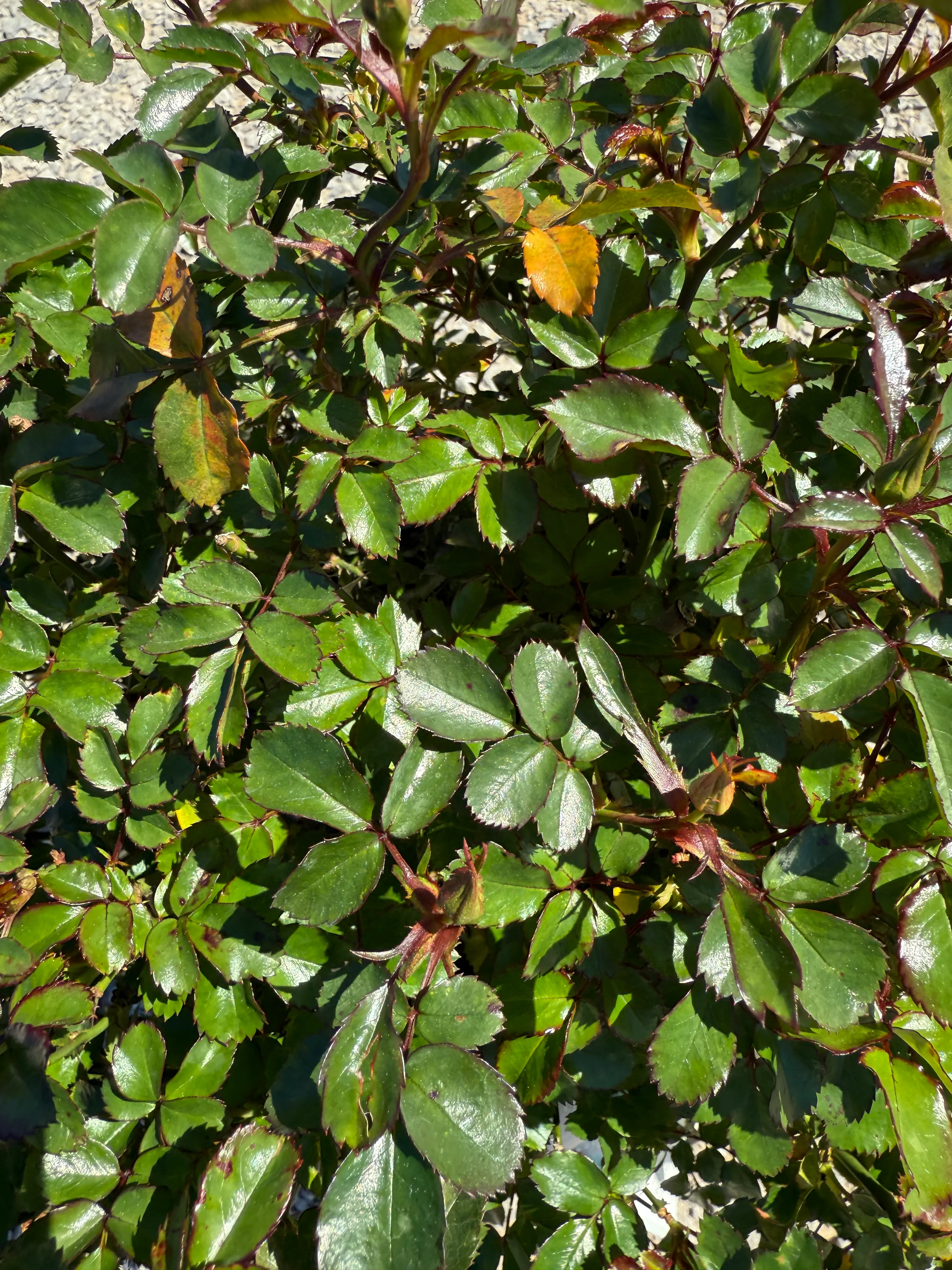Peach Drift Rose - Image 6