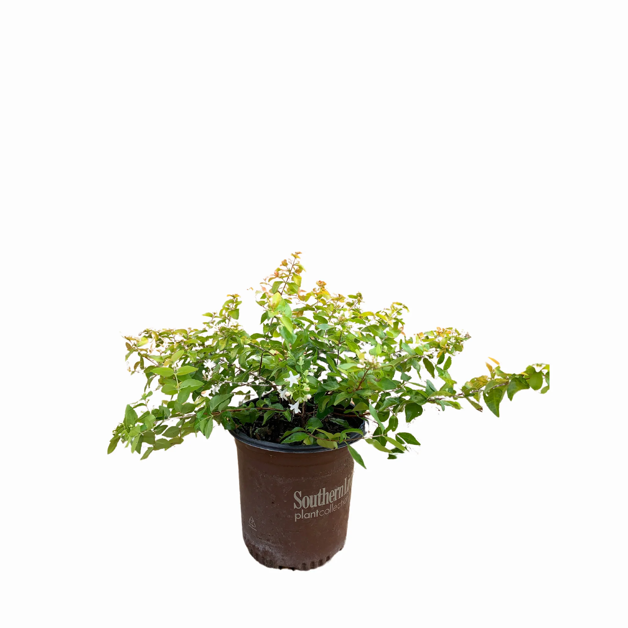 Peach Perfection Abelia™ - Image 2