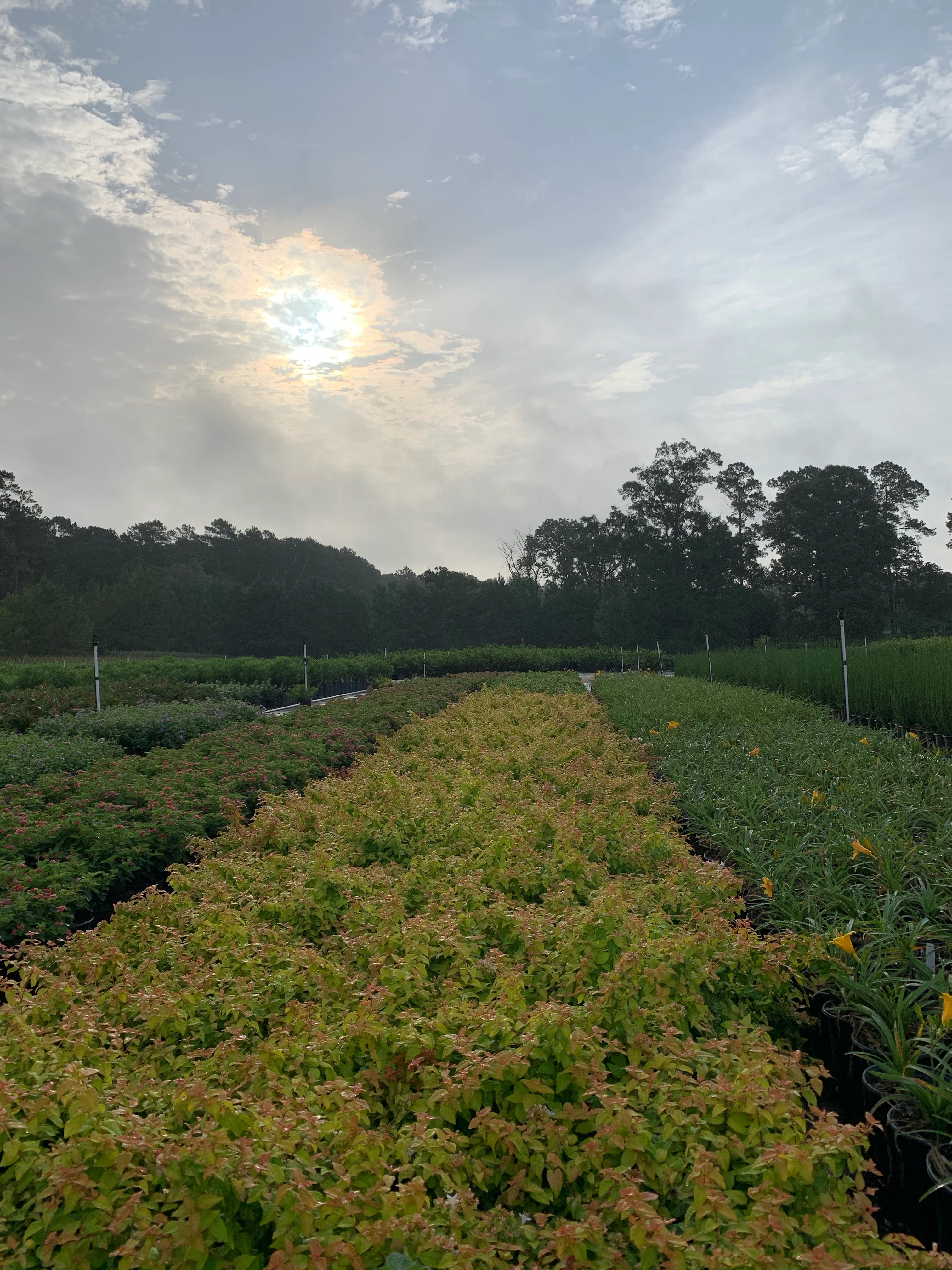 Peach Perfection Abelia™ - Image 3