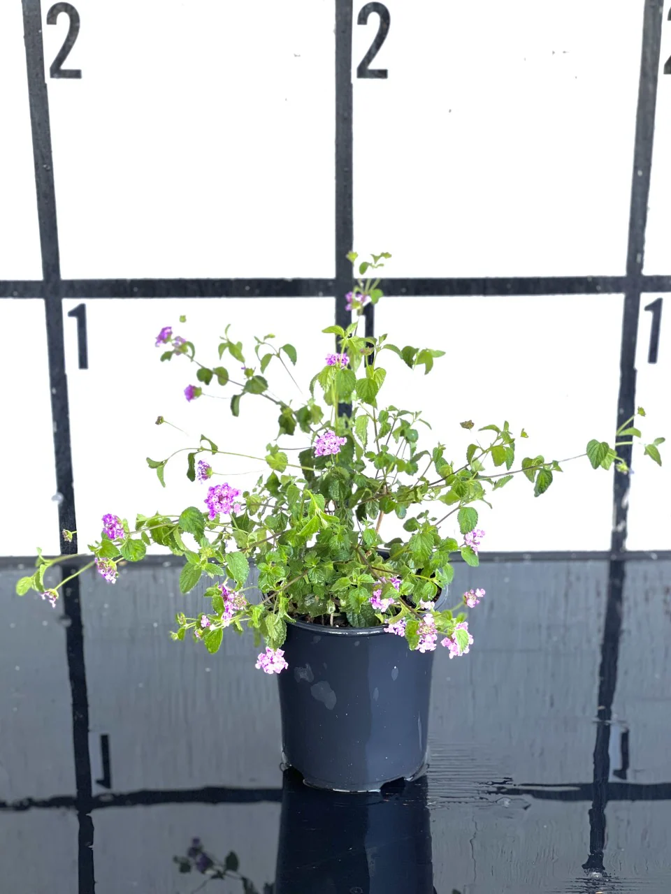 Purple Trailing Lantana - Image 4