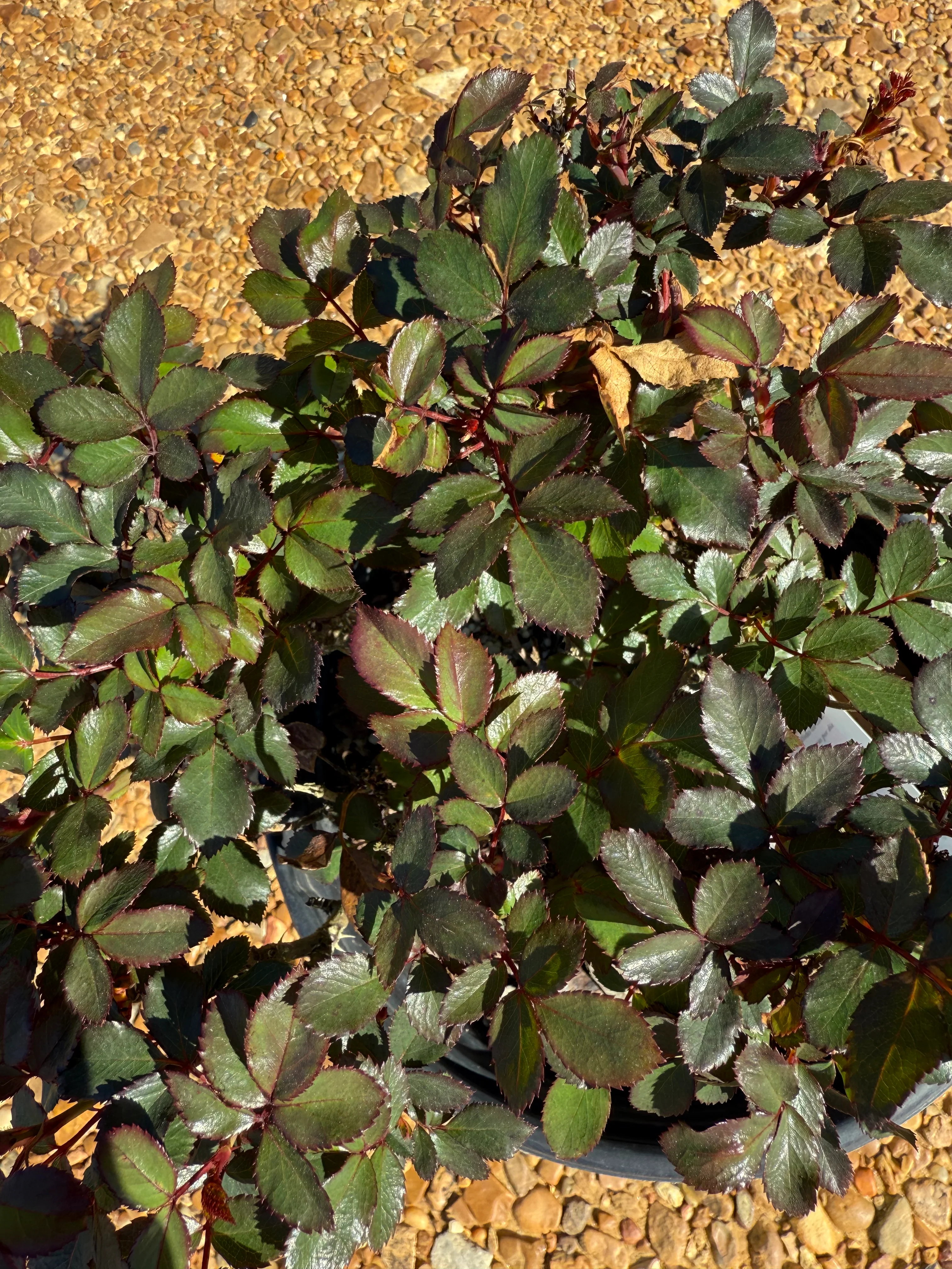 Petite Knock Out® Rose - Image 3