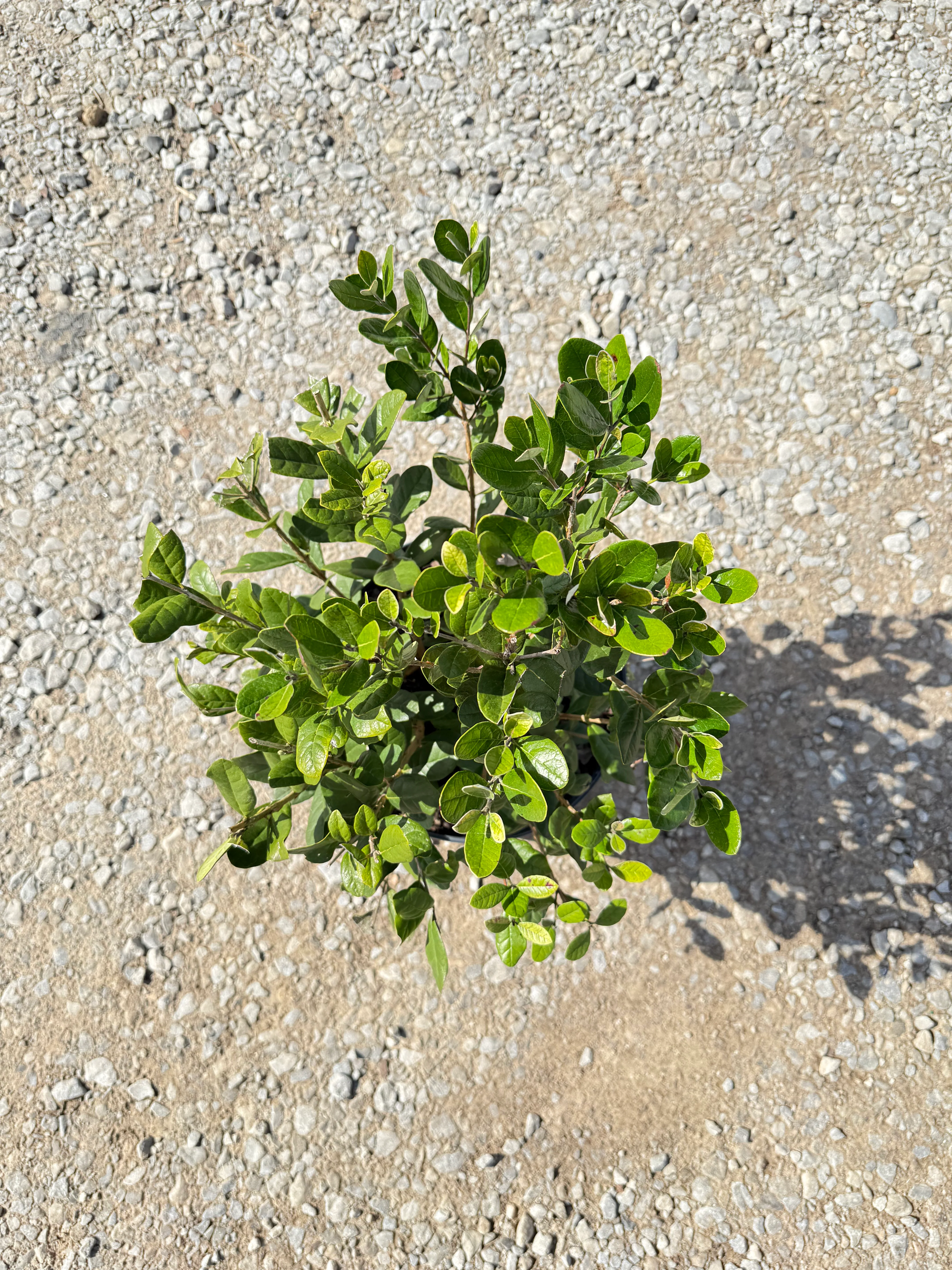 Pineapple Guava - Image 2