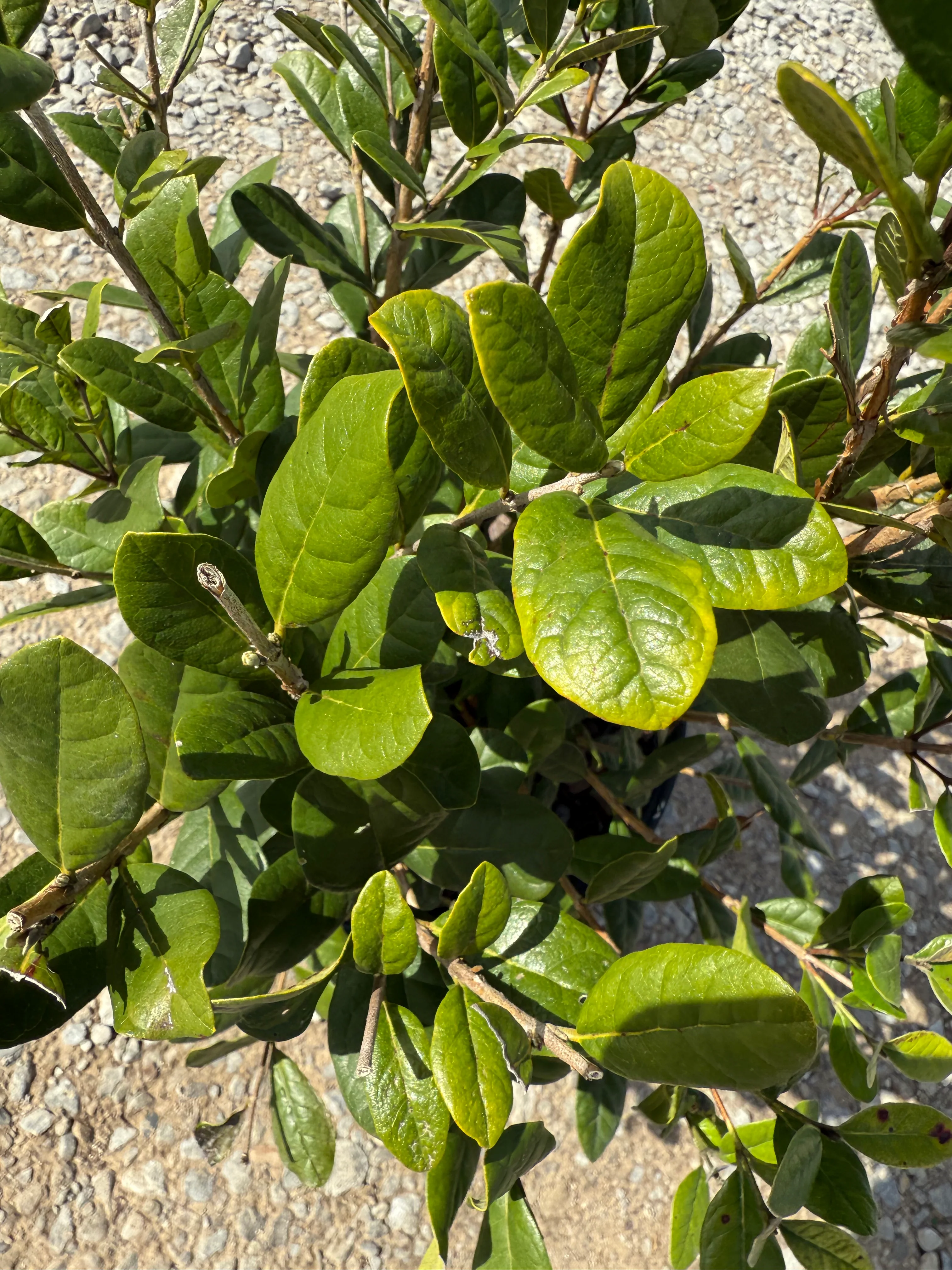 Pineapple Guava - Image 3
