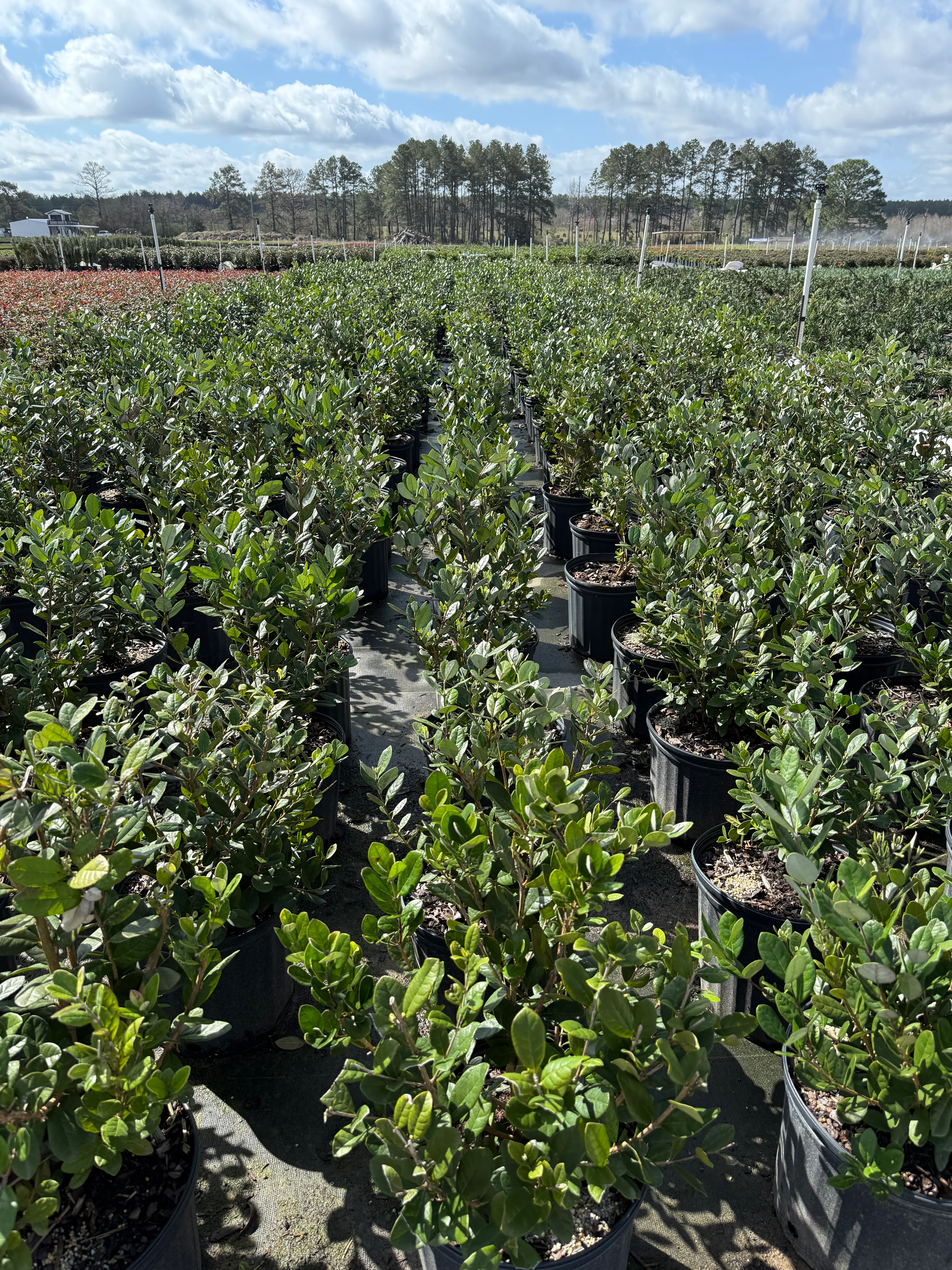 Pineapple Guava - Image 4