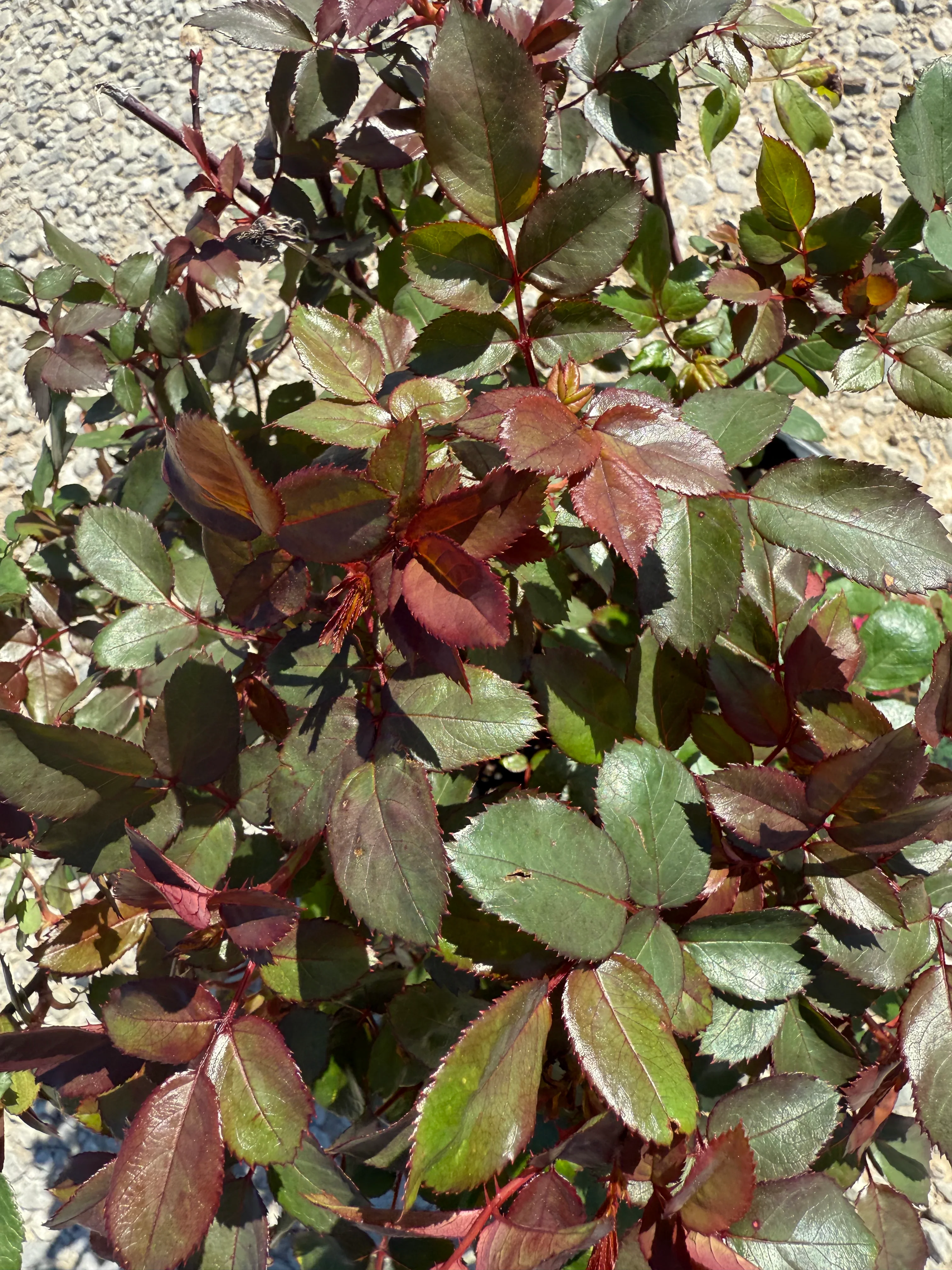 Pink Double Knock Out Rose - Image 4