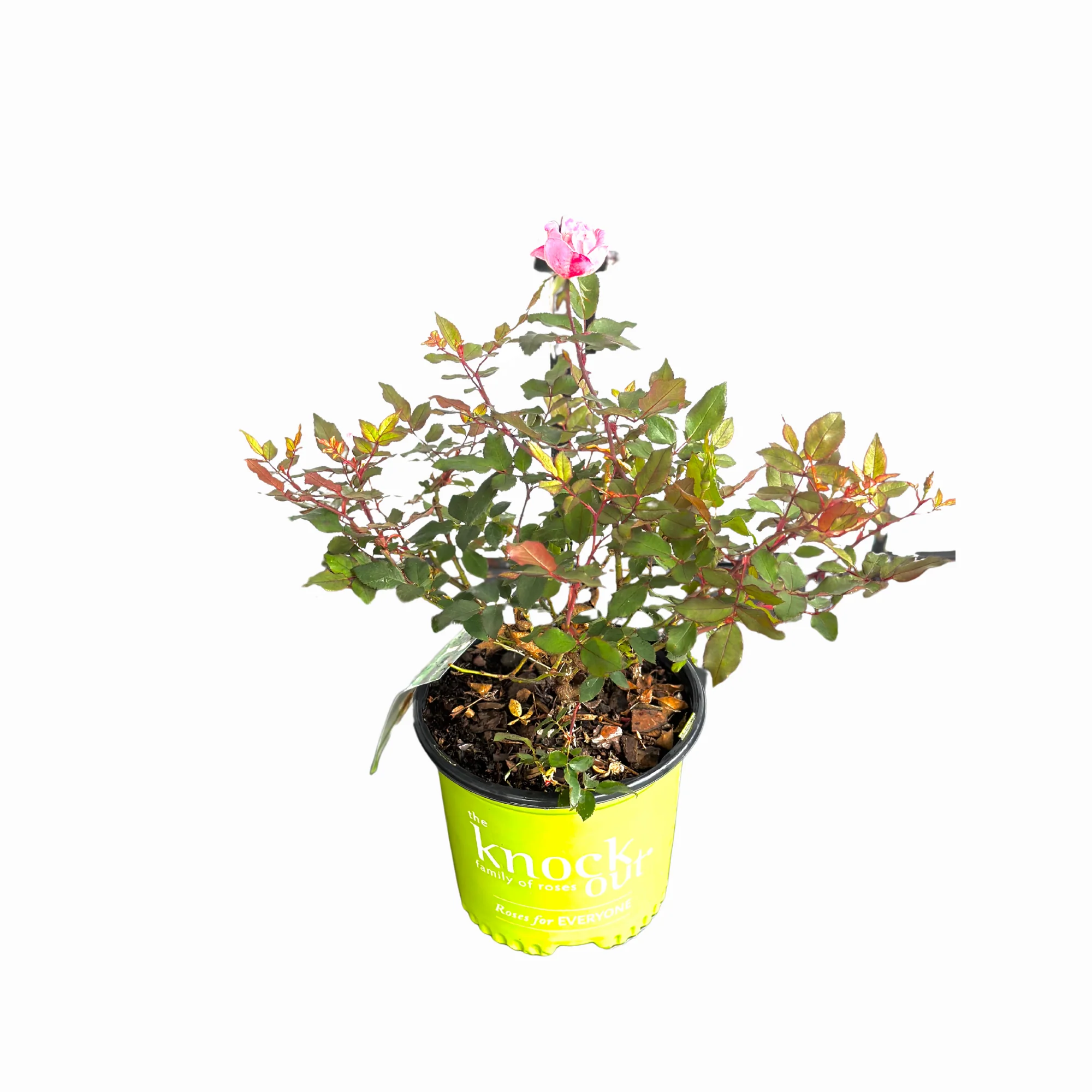 Pink Double Knock Out Rose - Image 5