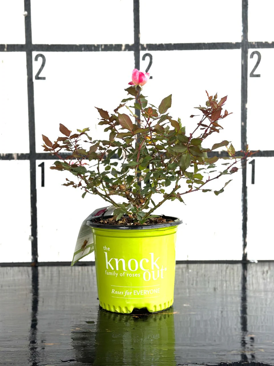 Pink Double Knock Out Rose - Image 6