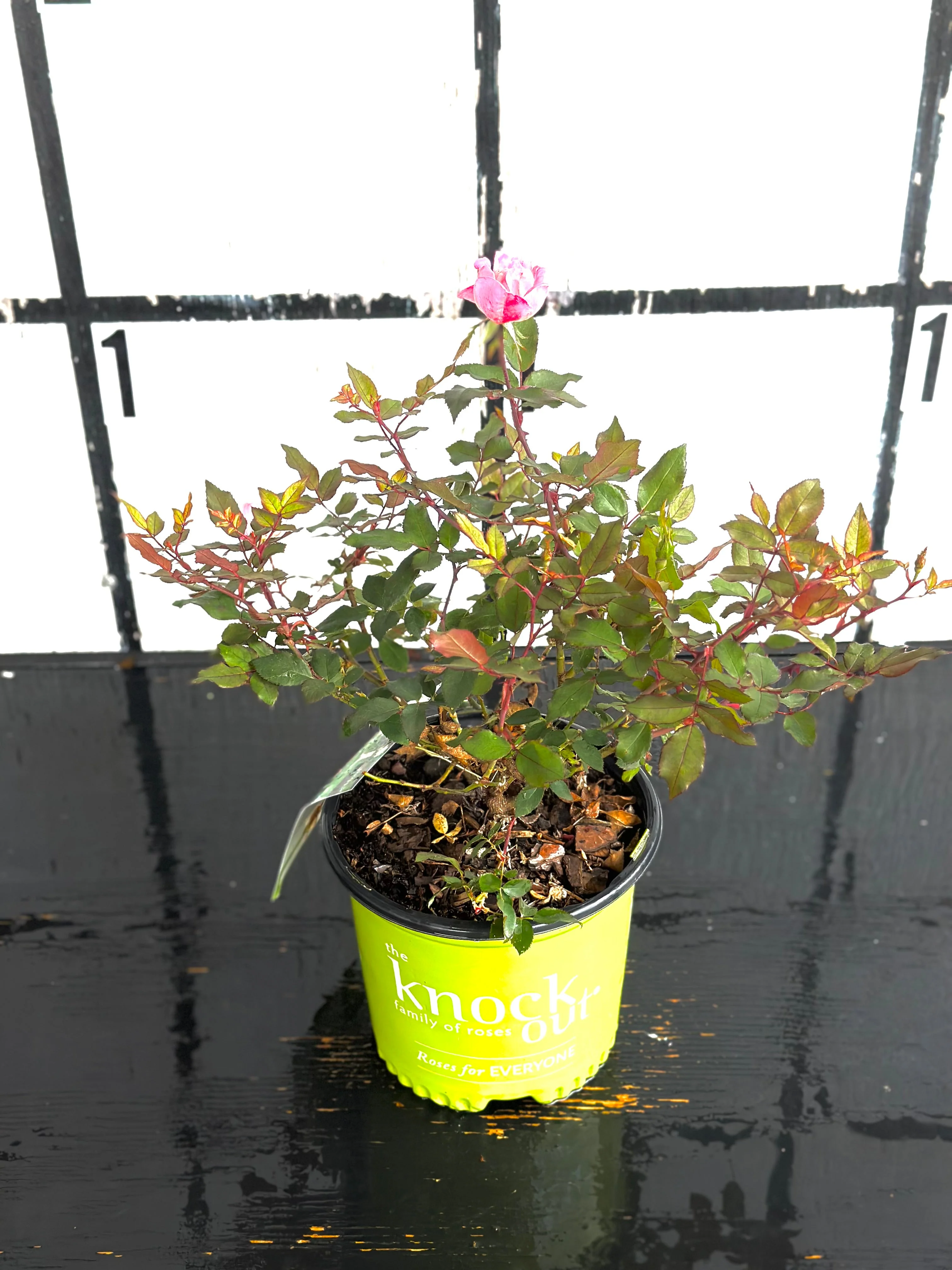 Pink Double Knock Out Rose - Image 7