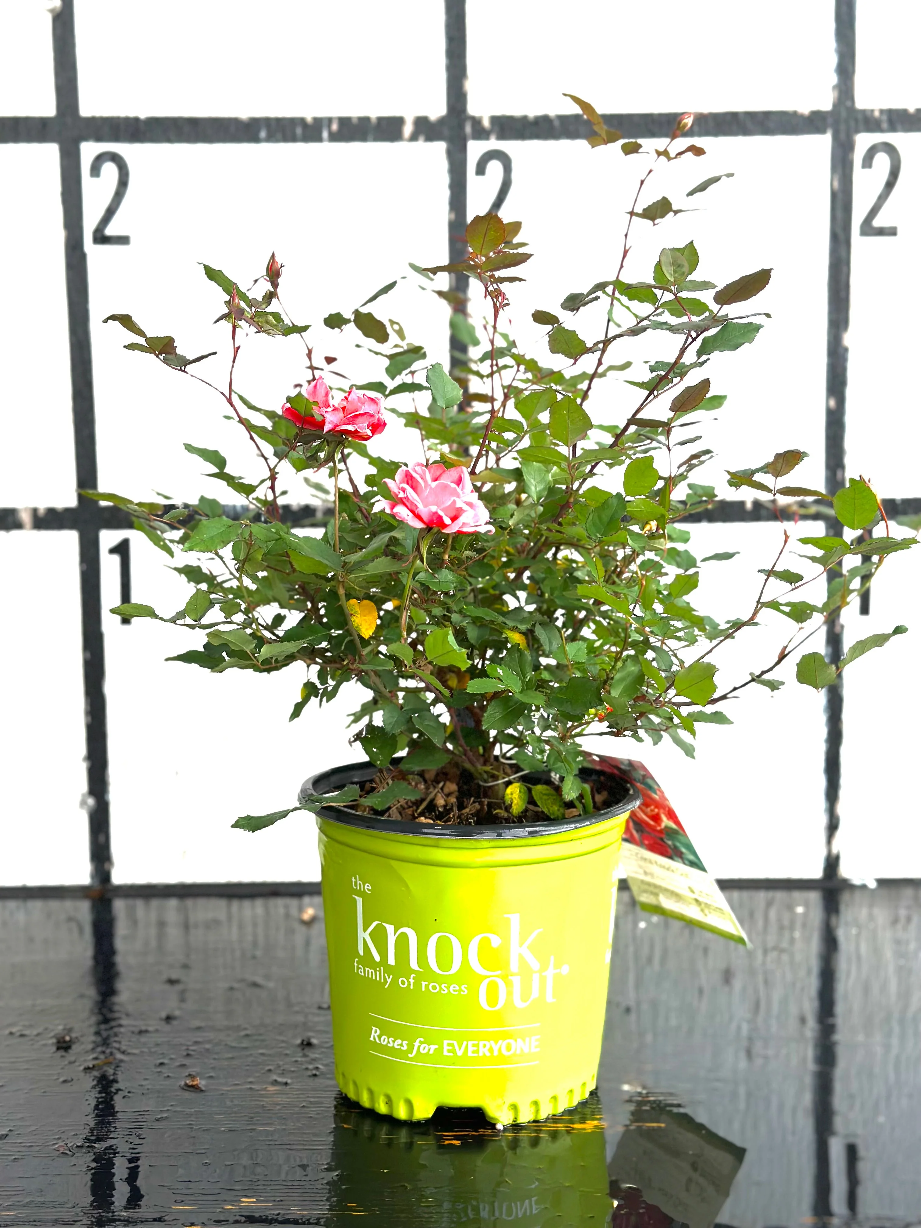 Pink Double Knock Out Rose - Image 8