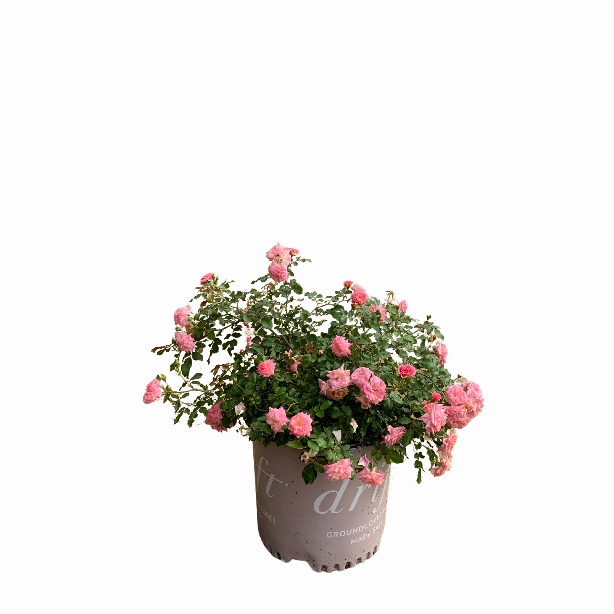 Pink Drift Rose™ - Image 3