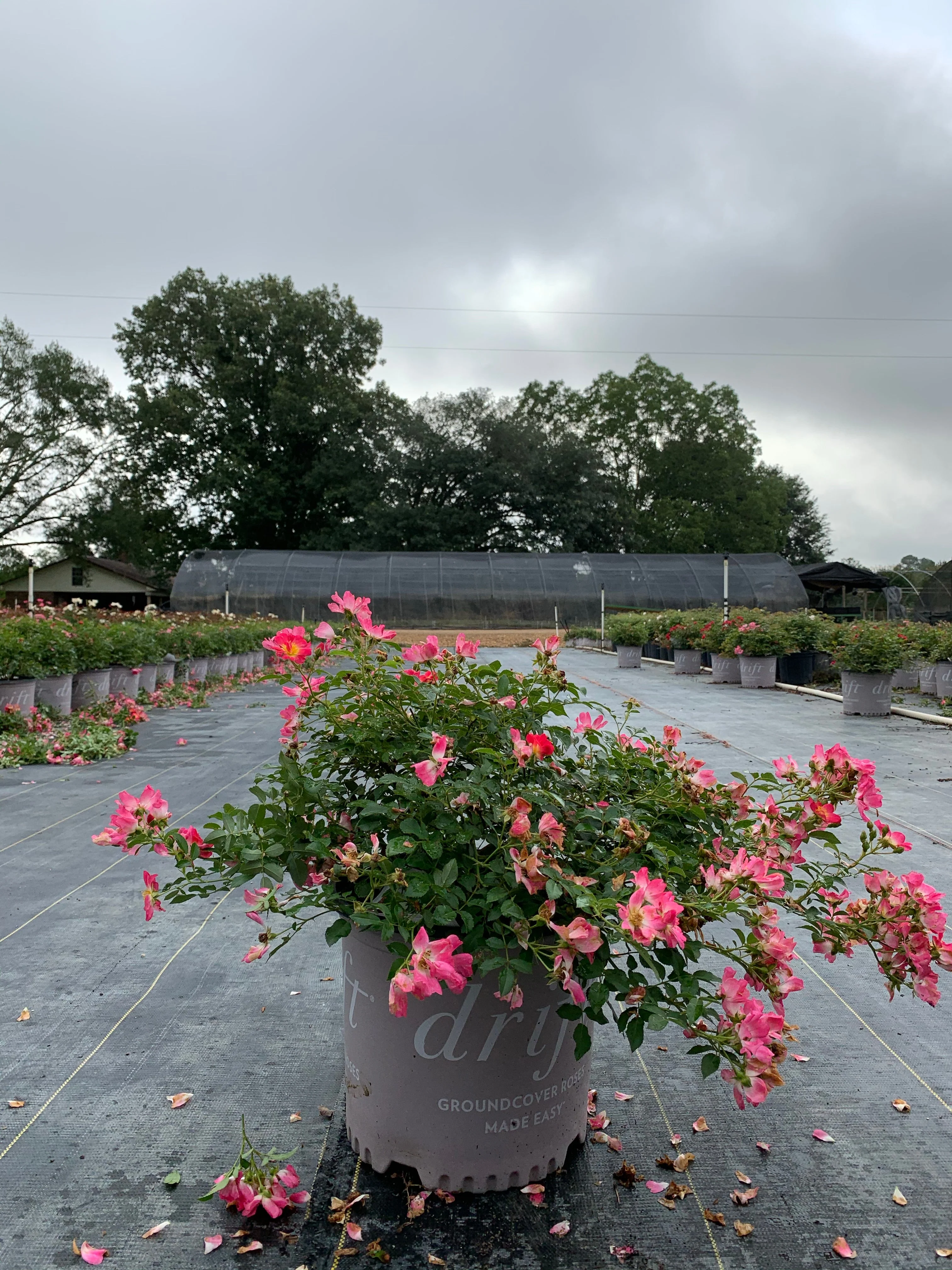 Pink Drift Rose™ - Image 4