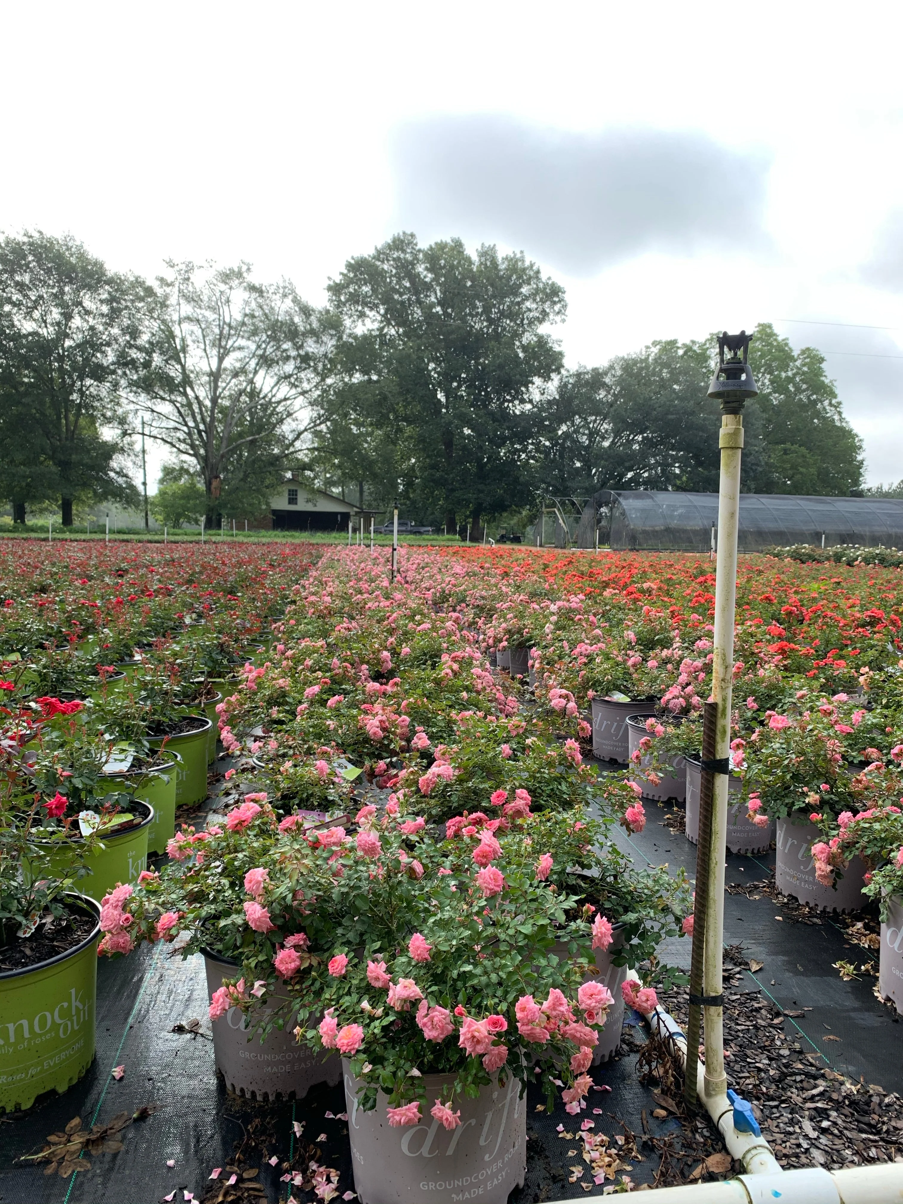 Pink Drift Rose™ - Image 5