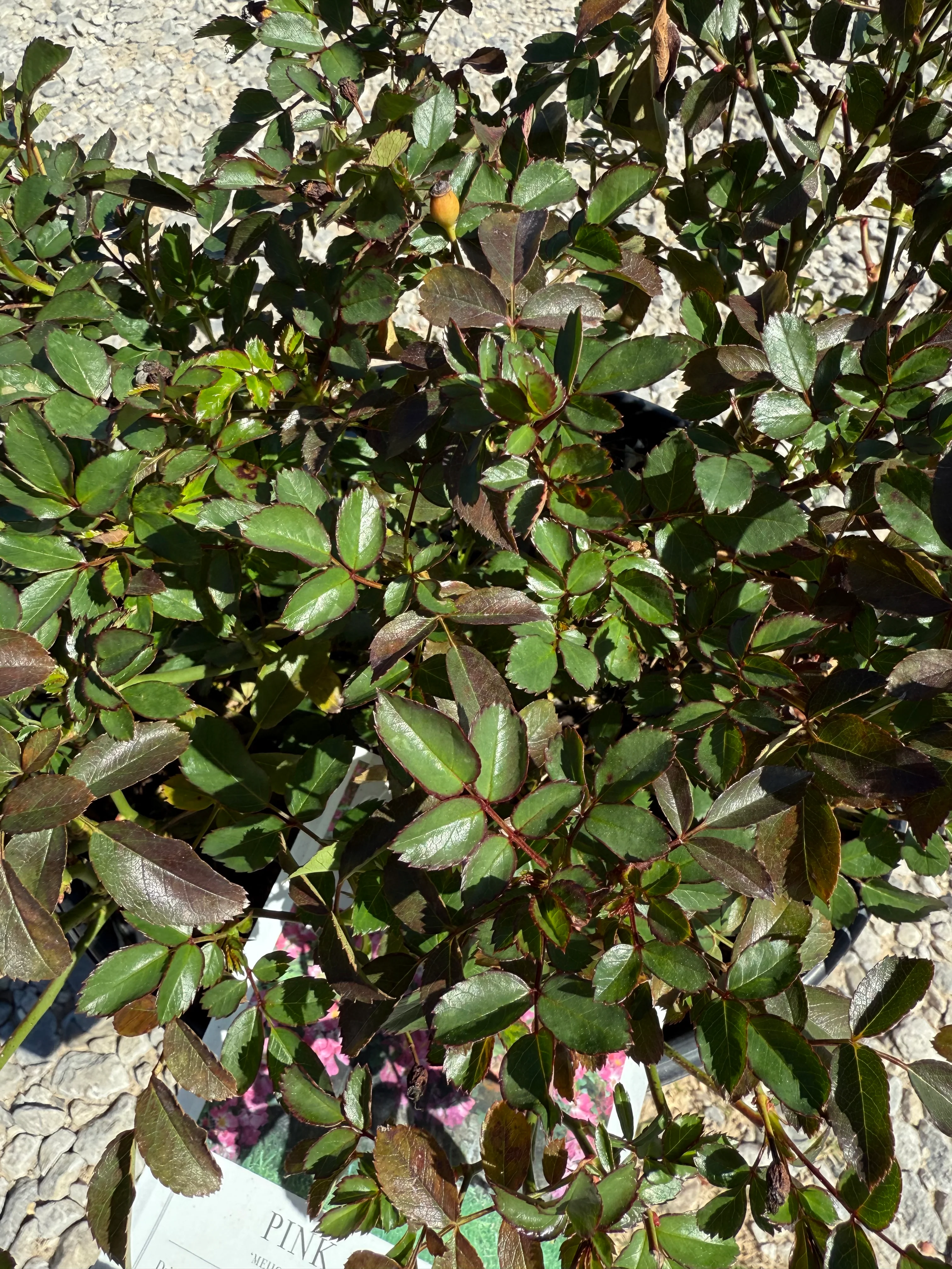 Pink Drift Rose™ - Image 7