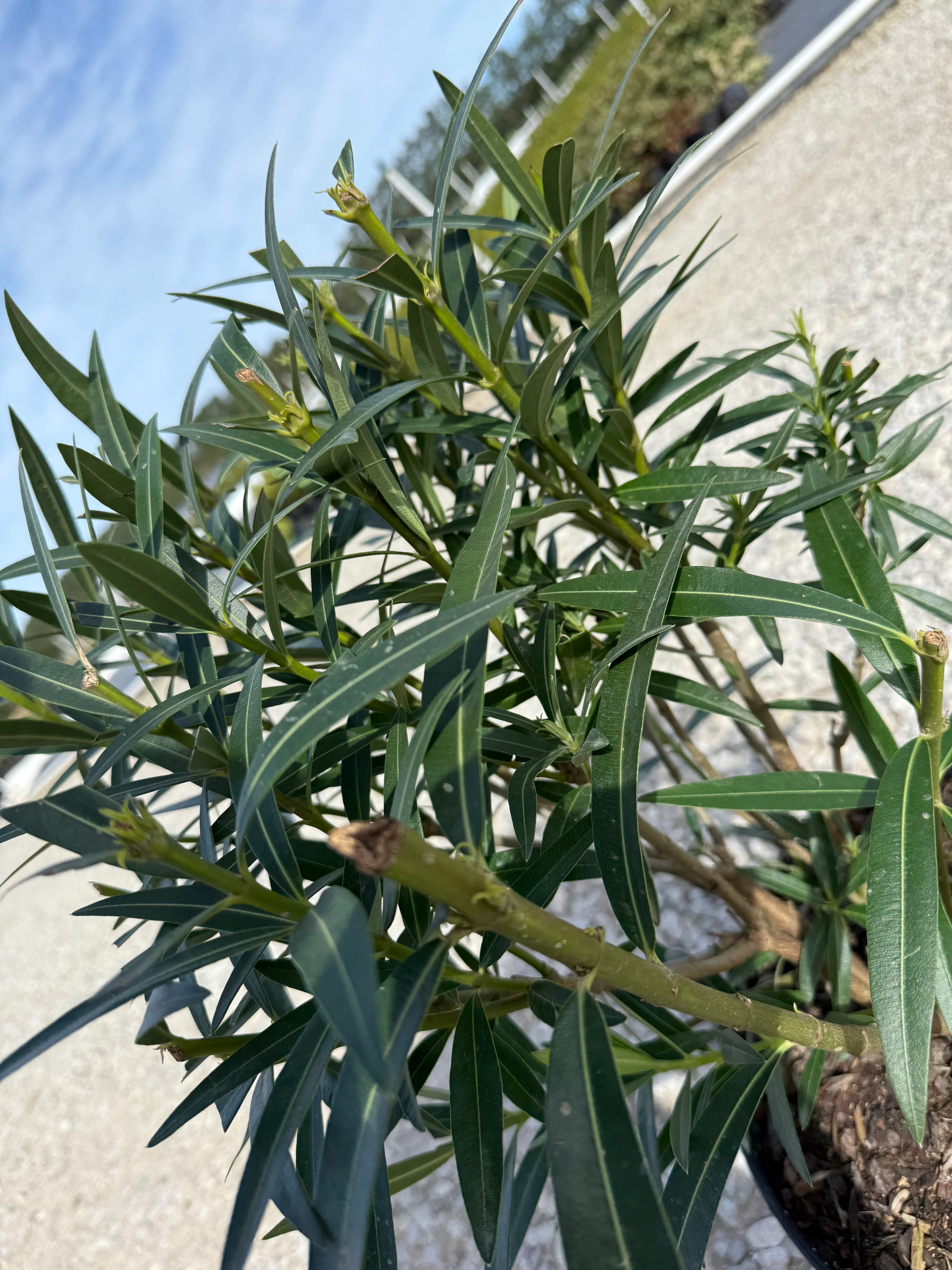 Pink Ice Oleander - Image 3