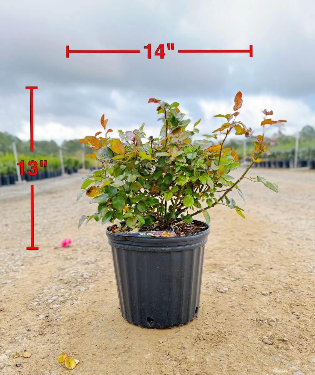 Plum Perfect Sunbelt Rose
