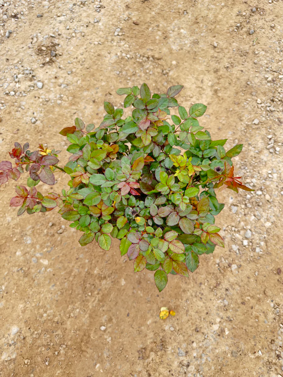 Plum Perfect Sunbelt Rose - Image 2