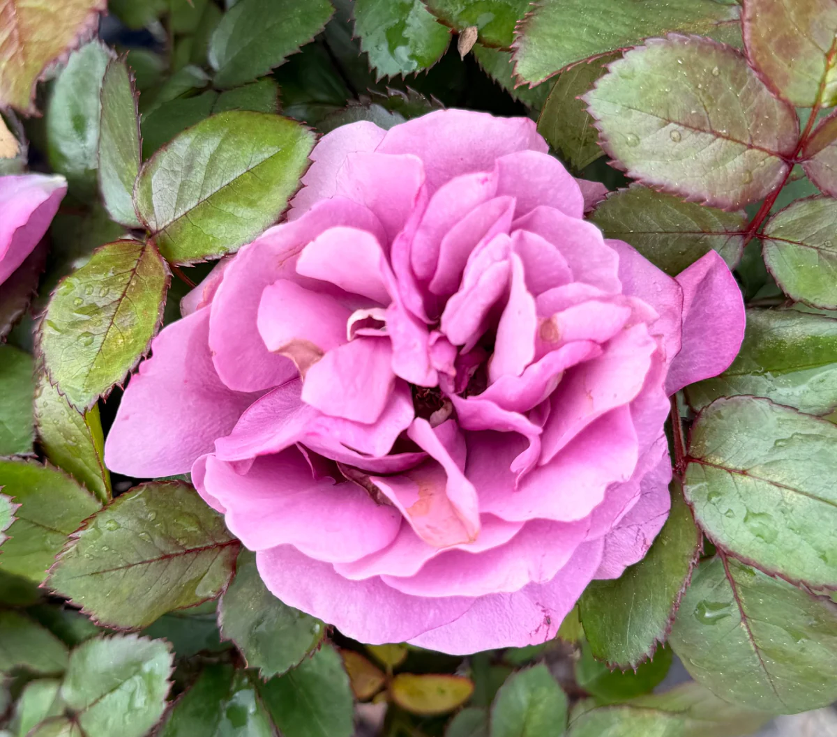 Plum Perfect Sunbelt Rose - Image 3