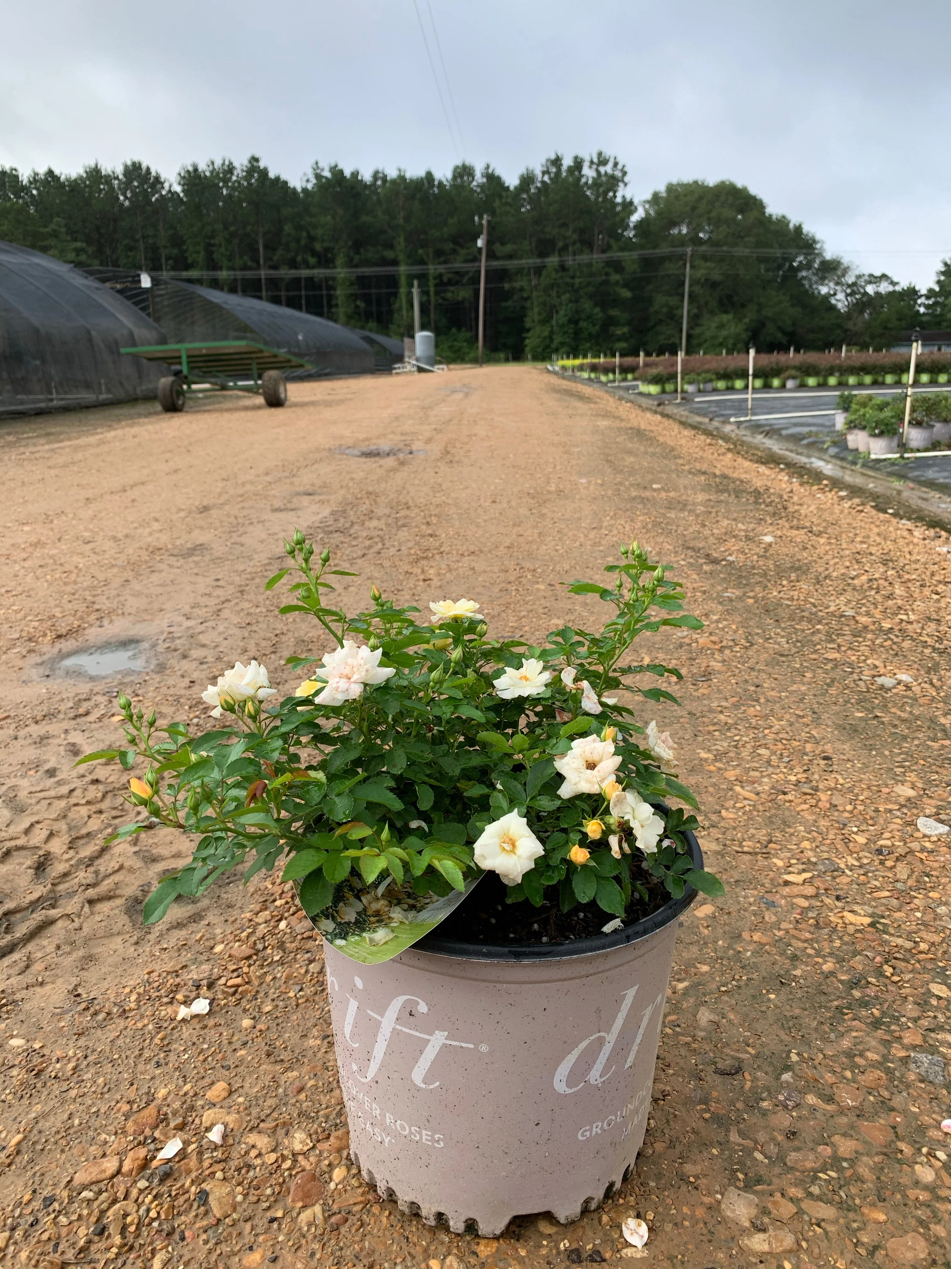 Popcorn Drift Rose™ - Image 3