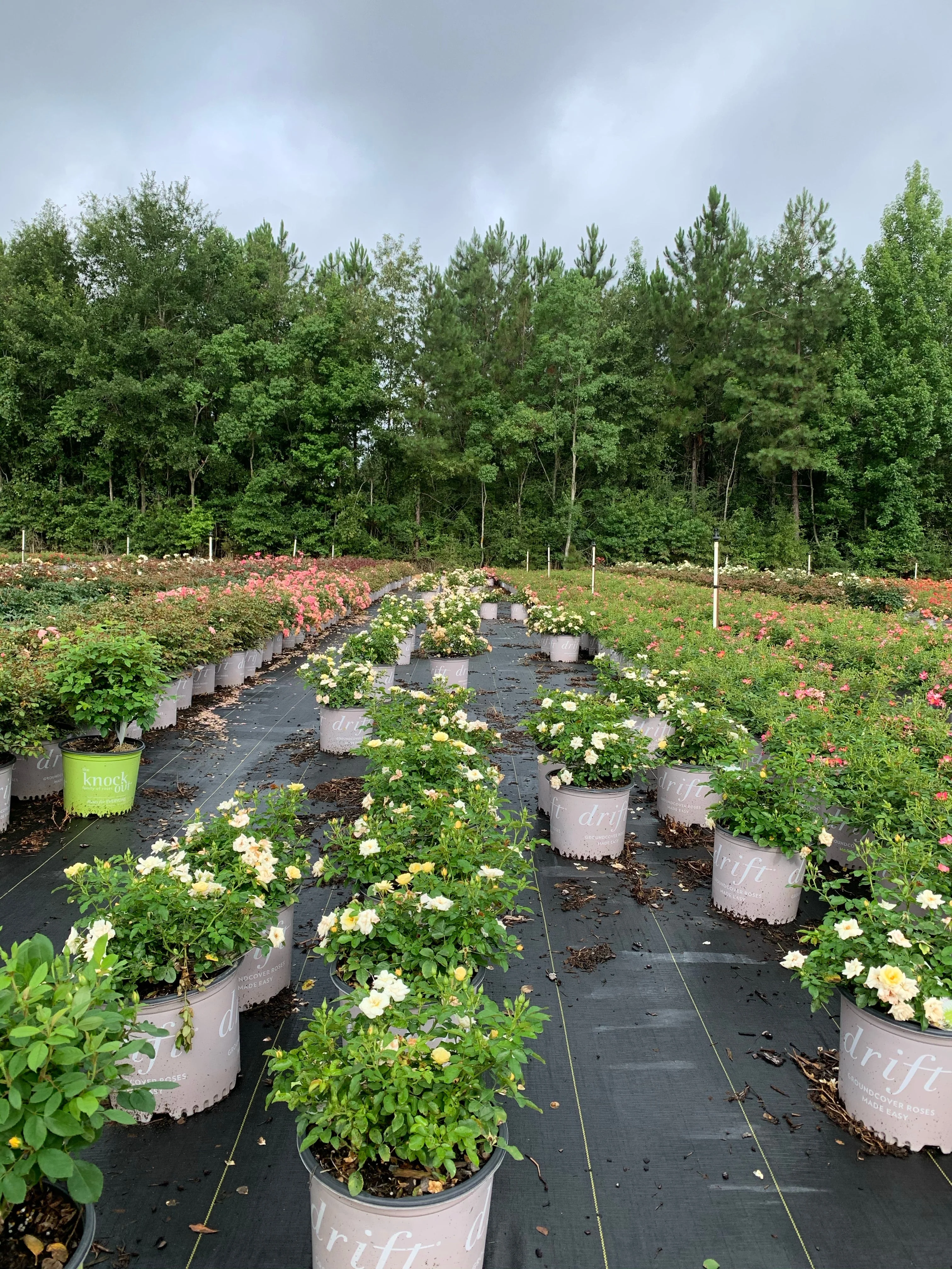 Popcorn Drift Rose™ - Image 4