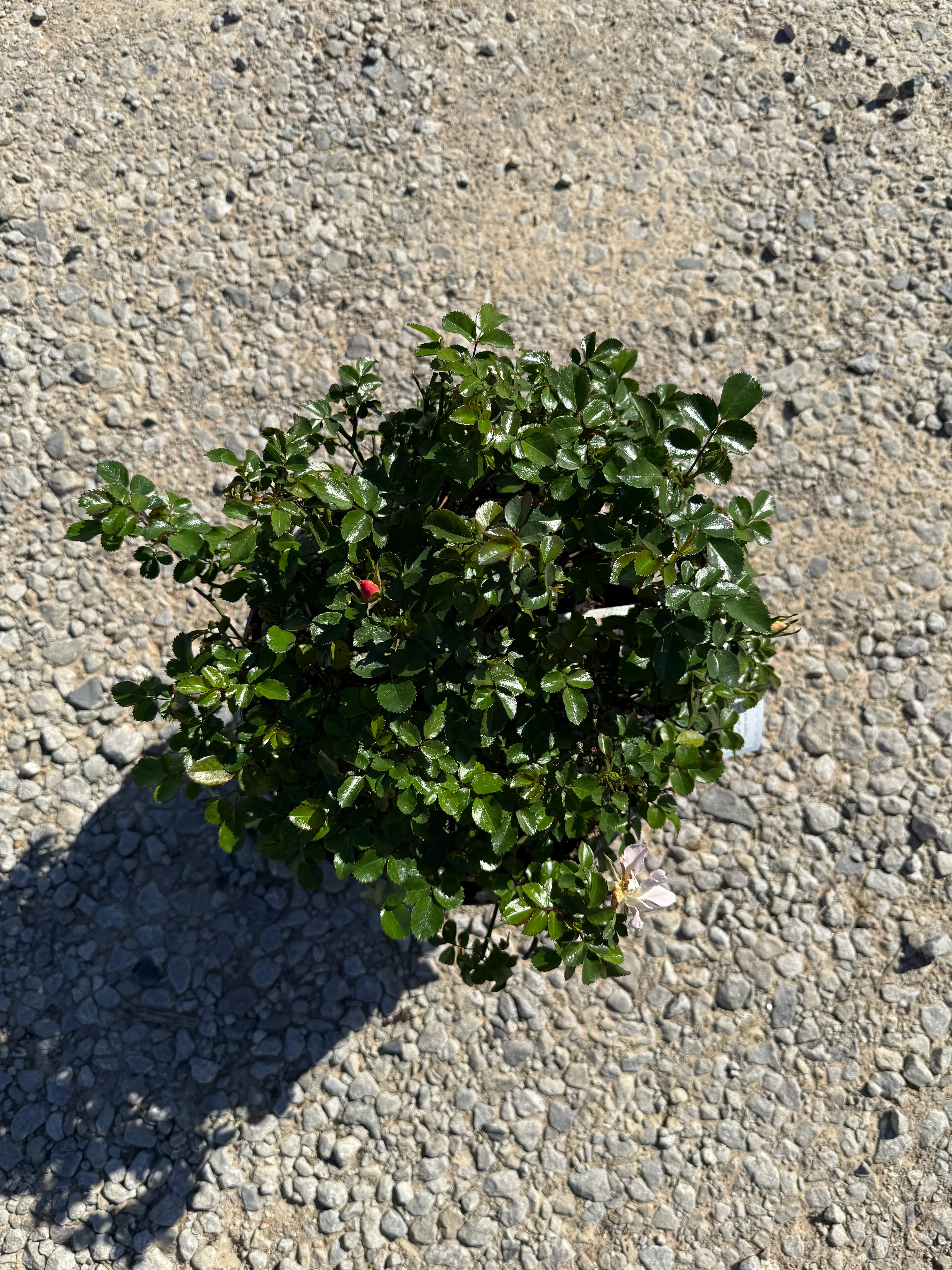 Popcorn Drift Rose™ - Image 5