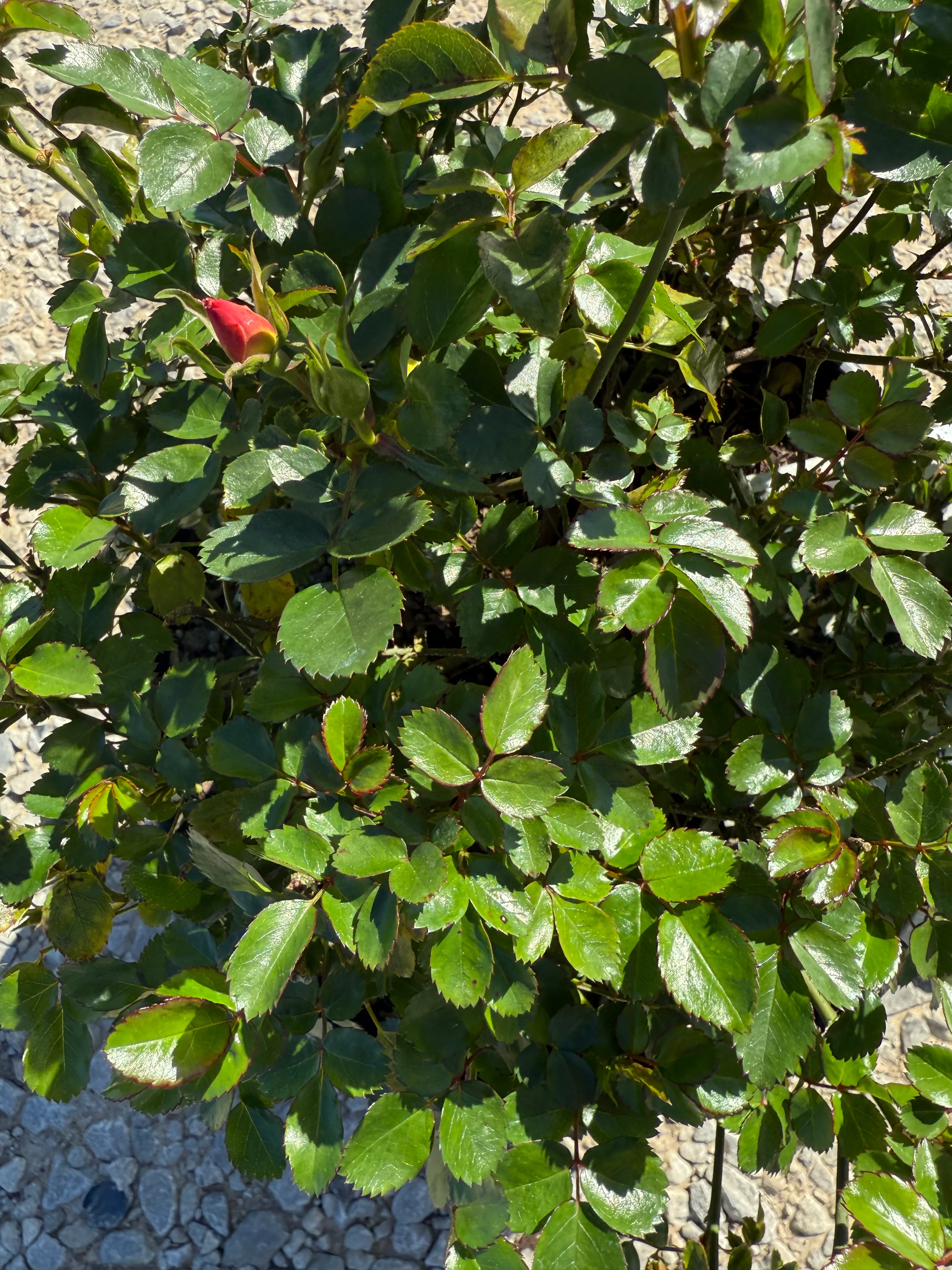 Popcorn Drift Rose™ - Image 6