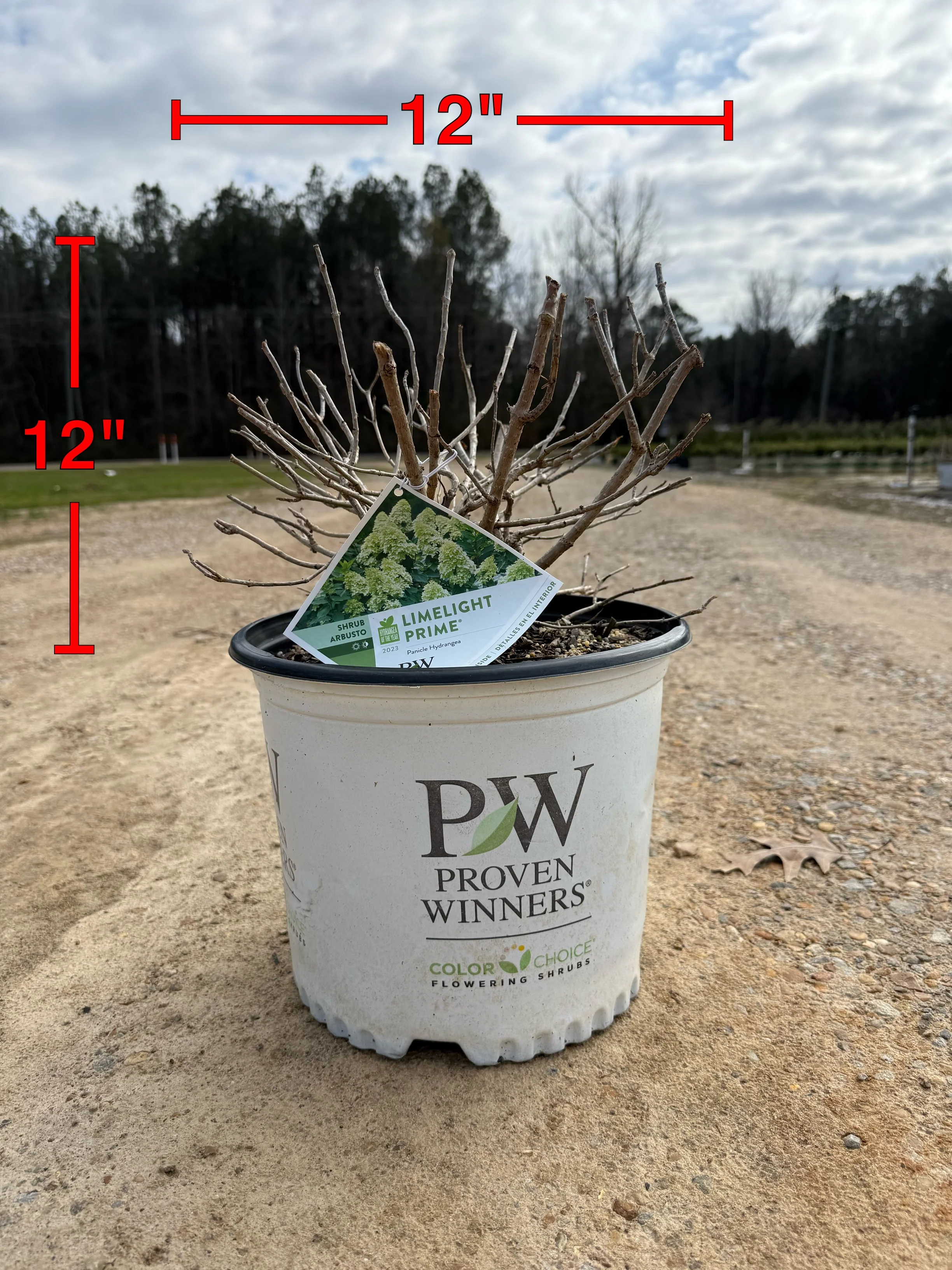 Proven Winners Limelight Prime® Hydrangea