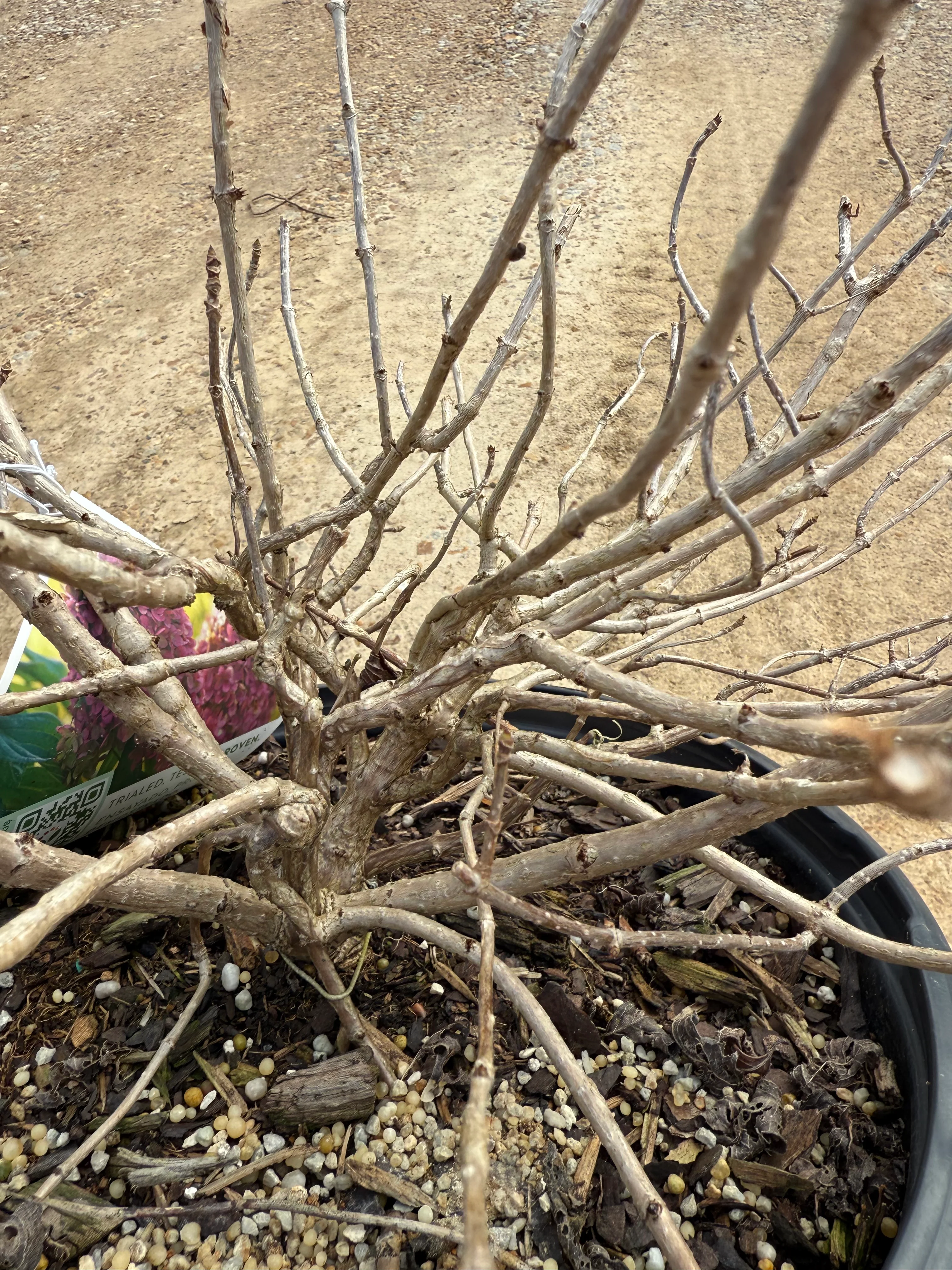 Proven Winners Limelight Prime® Hydrangea - Image 3