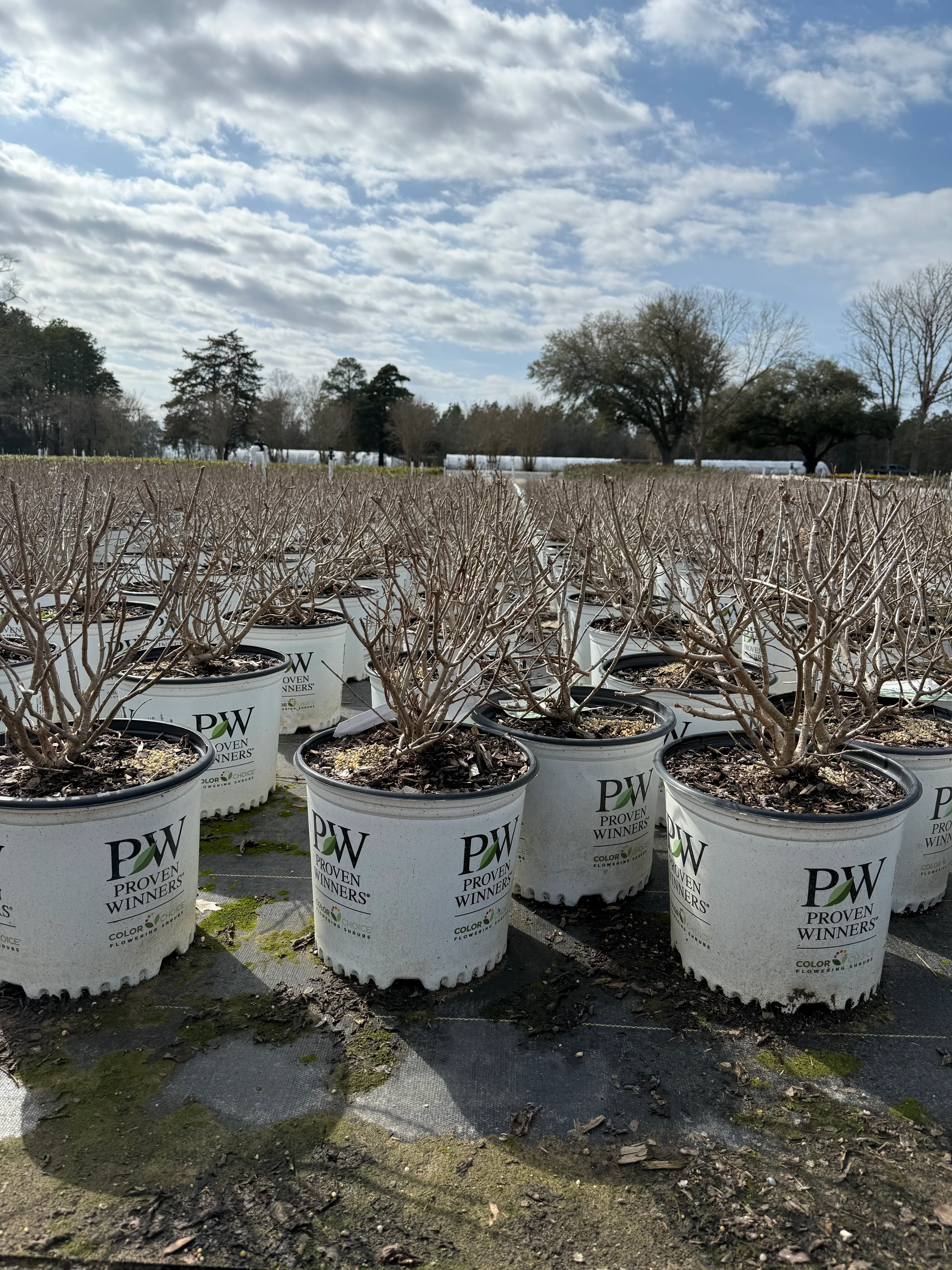 Proven Winners Limelight Prime® Hydrangea - Image 4