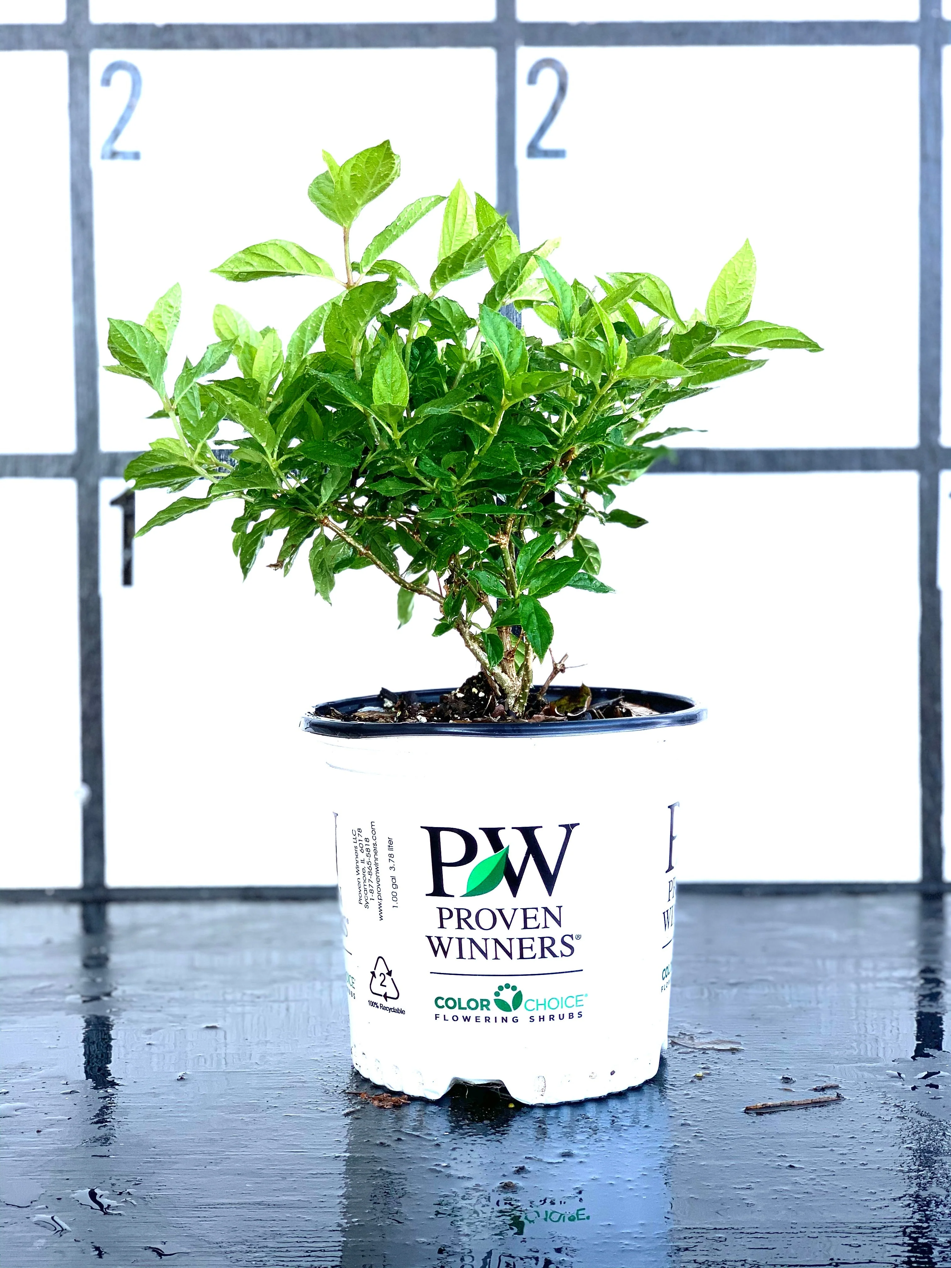 Proven Winners Little Lime Hydrangea - Image 3