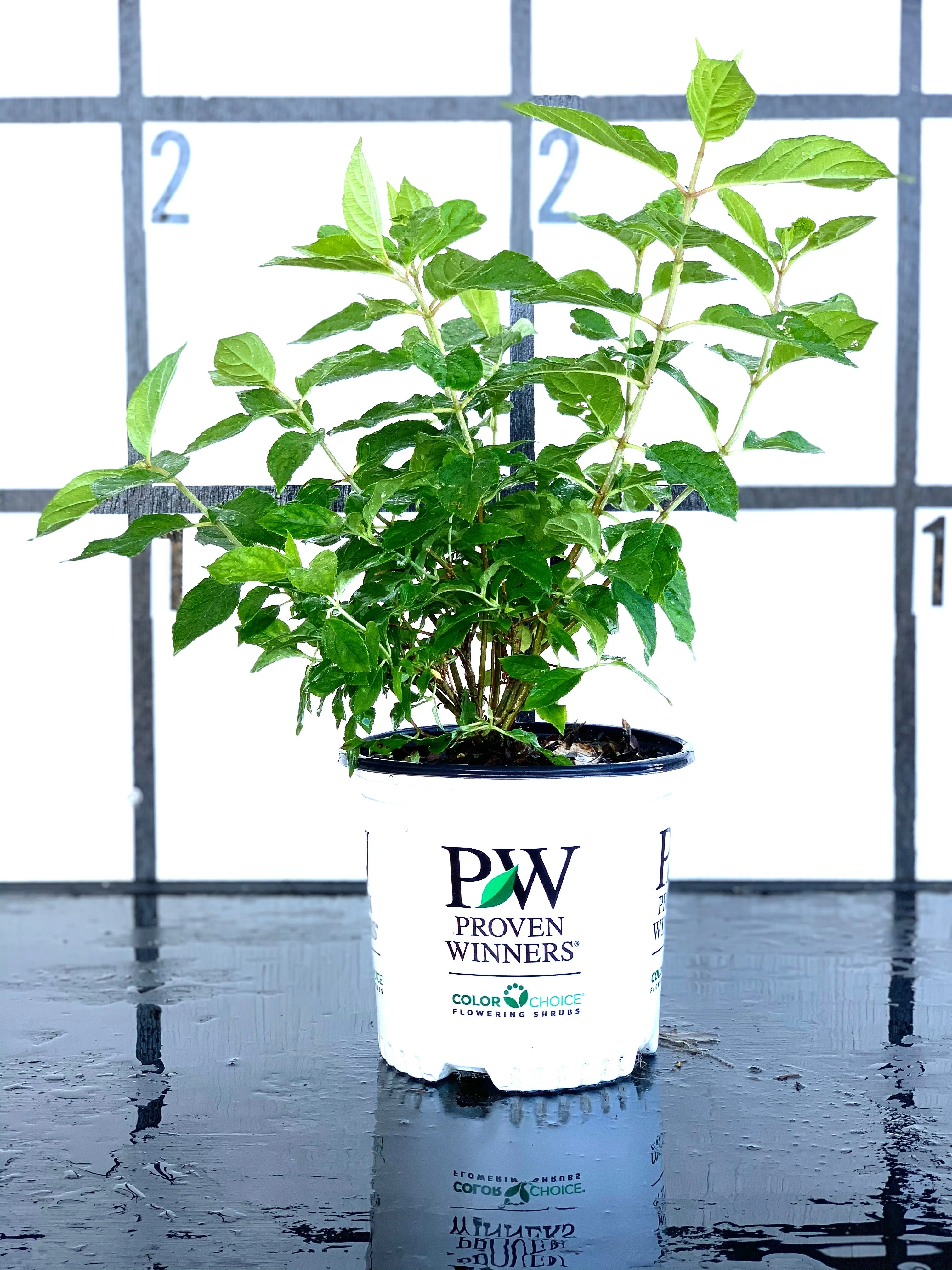Proven Winners Little Lime Hydrangea - Image 4