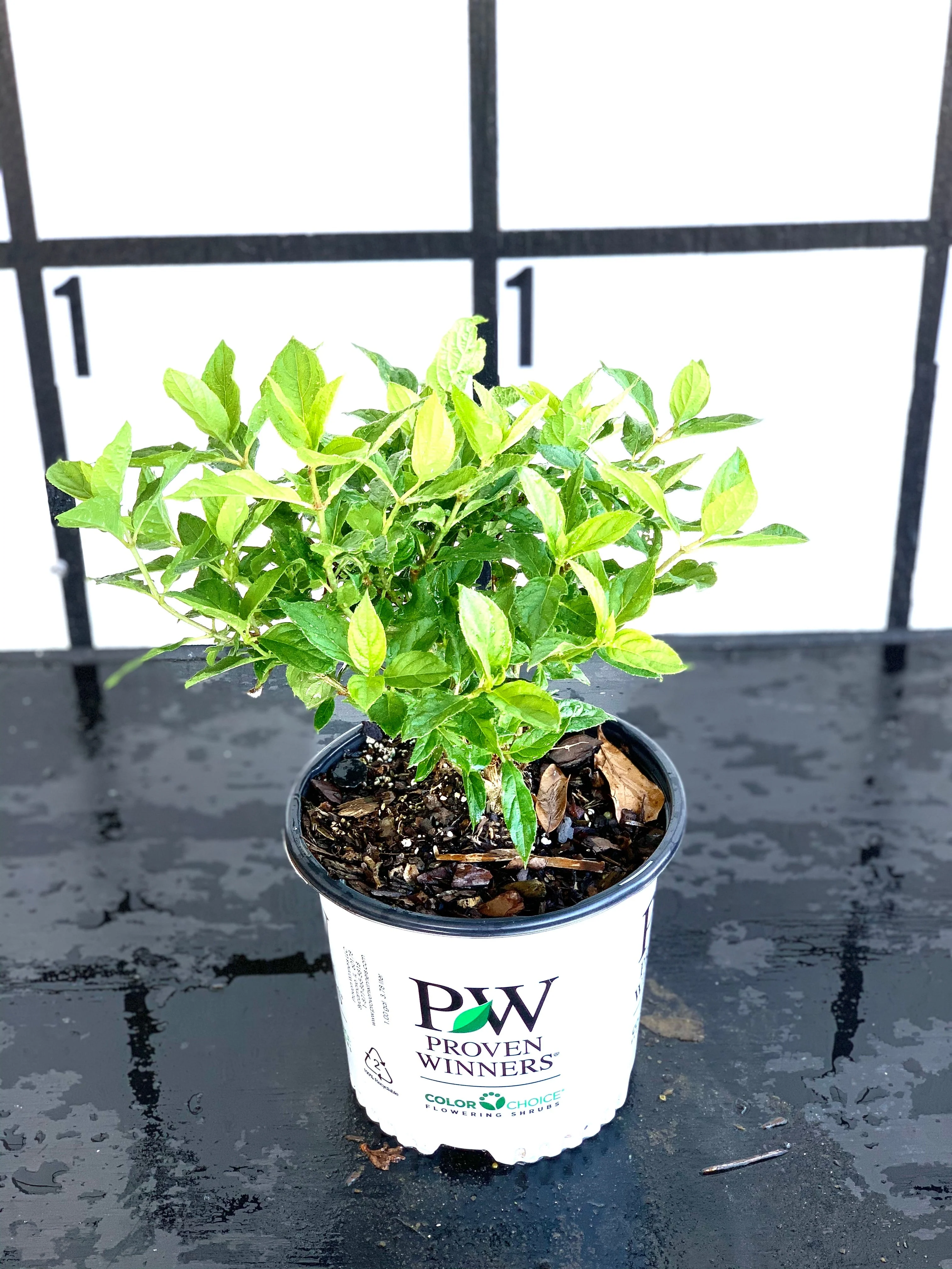 Proven Winners Little Lime Hydrangea - Image 5