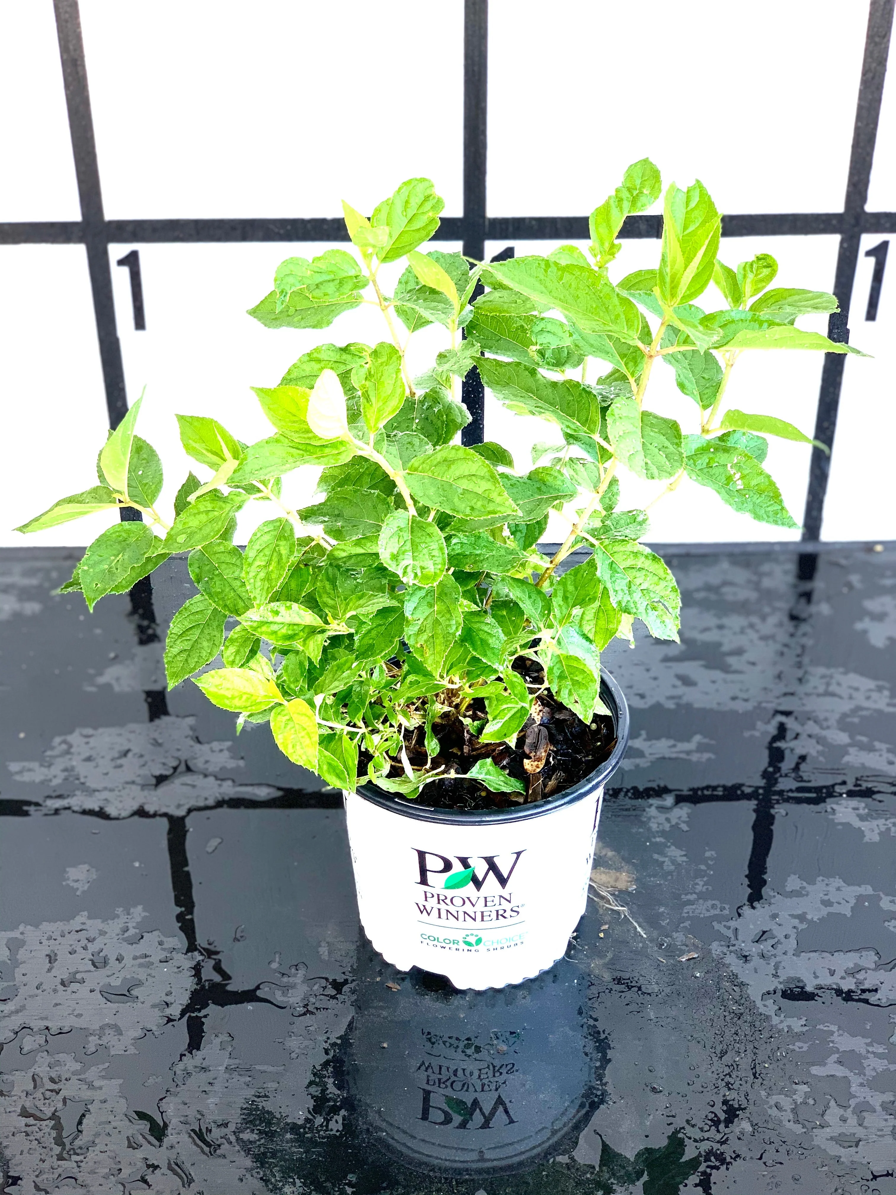 Proven Winners Little Lime Hydrangea - Image 6