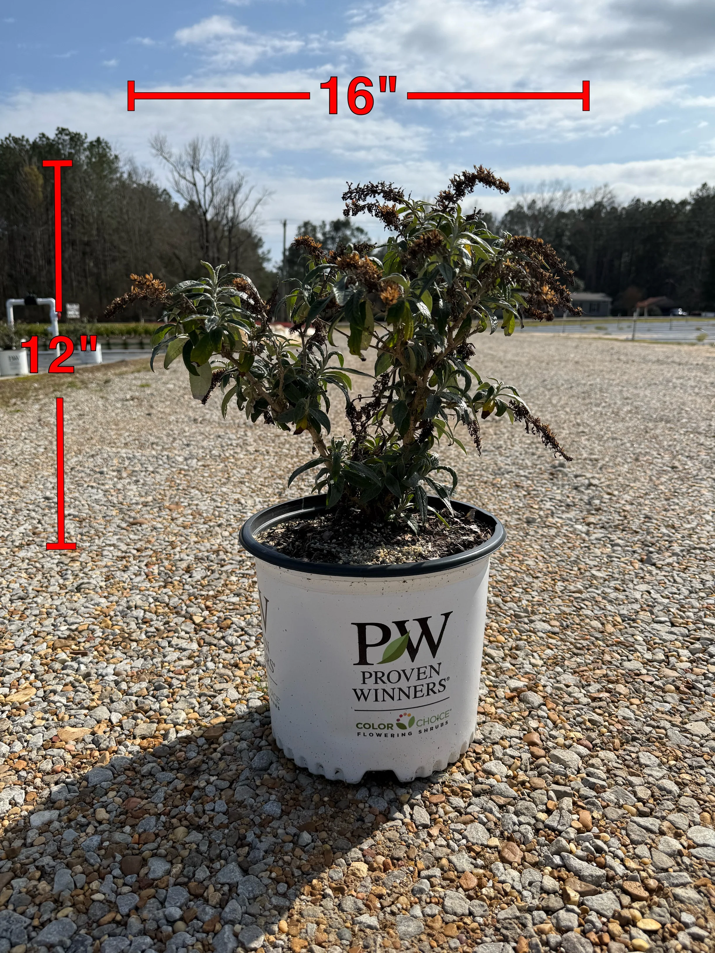 Proven Winners Pugster® Amethyst Butterfly Bush