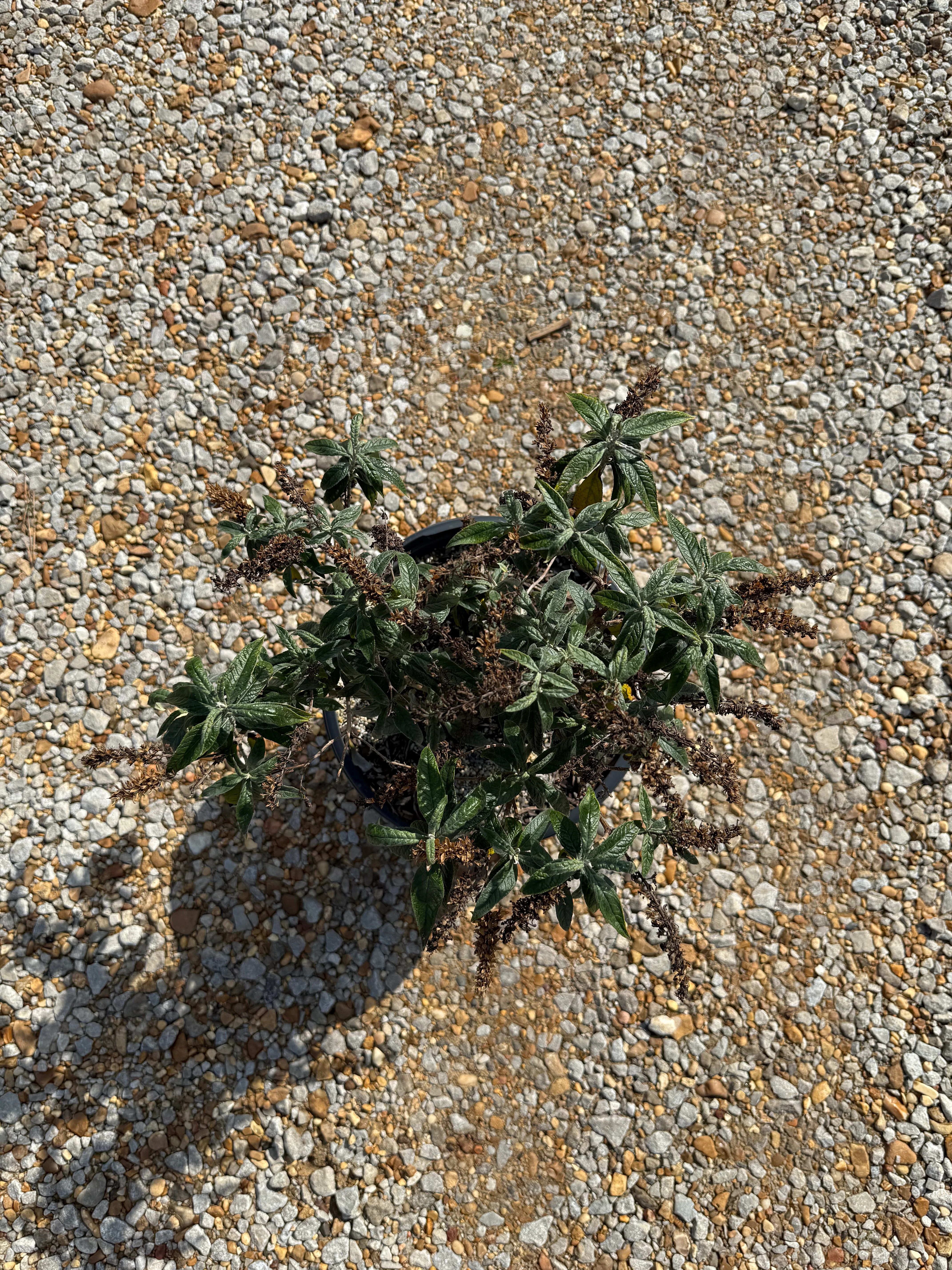 Proven Winners Pugster® Amethyst Butterfly Bush - Image 2