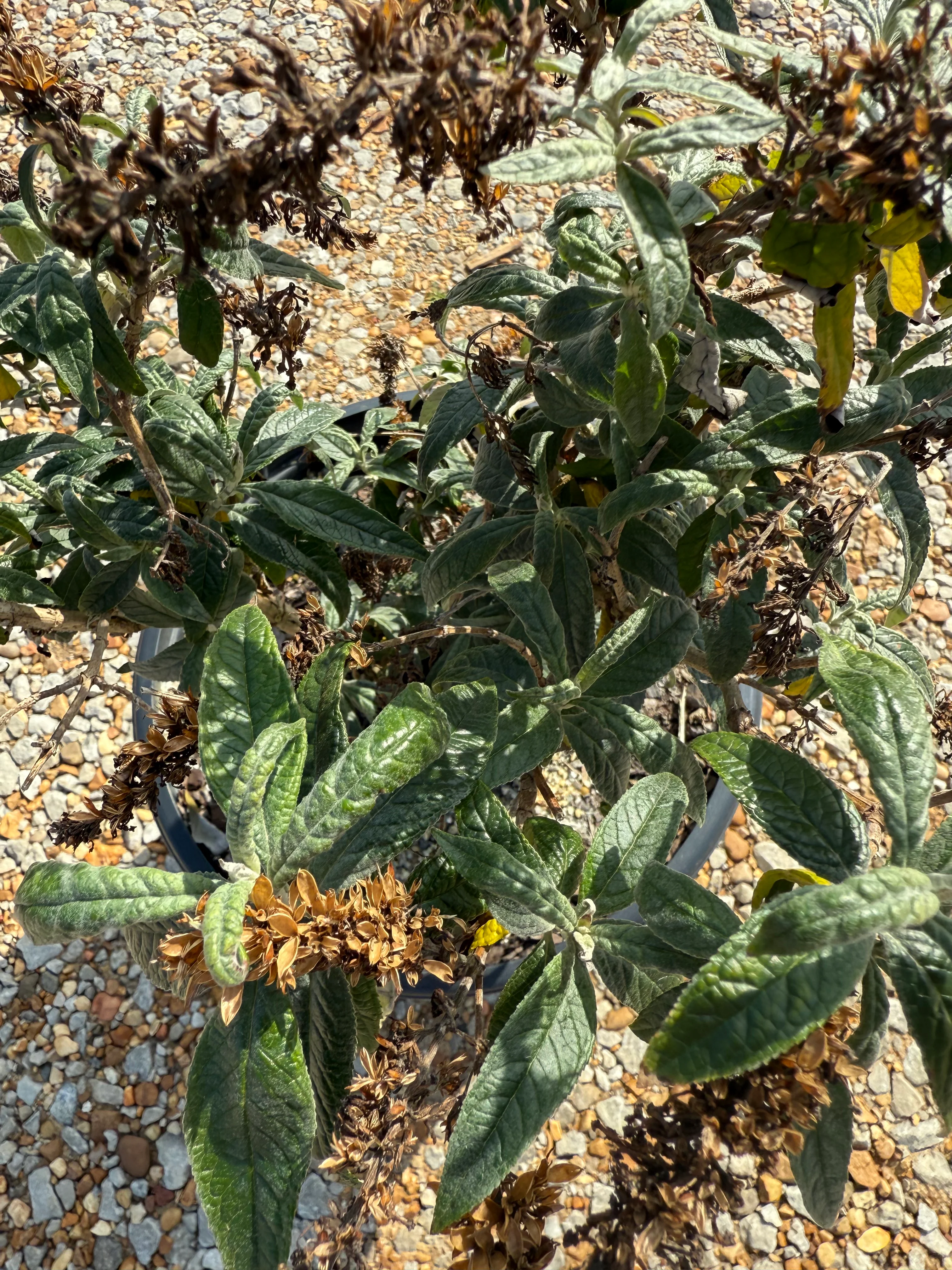 Proven Winners Pugster® Amethyst Butterfly Bush - Image 3